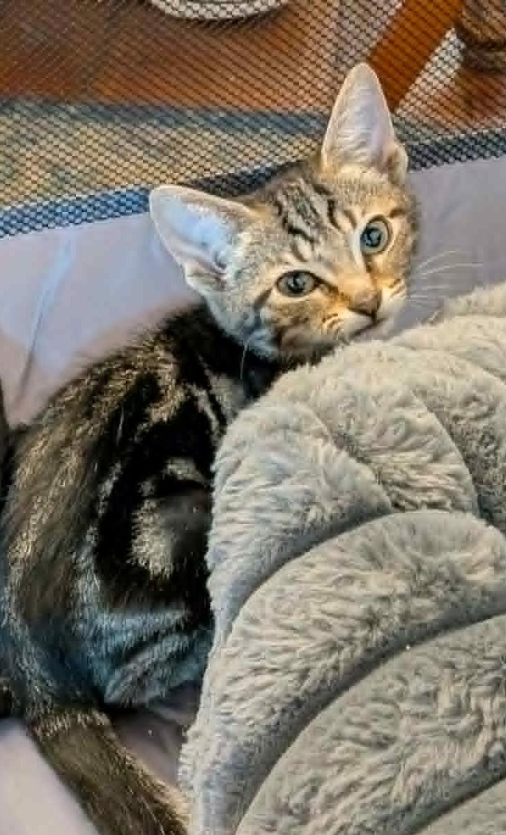 Habanero, ADOPTABLE, Kitten Female Domestic Short Hair.