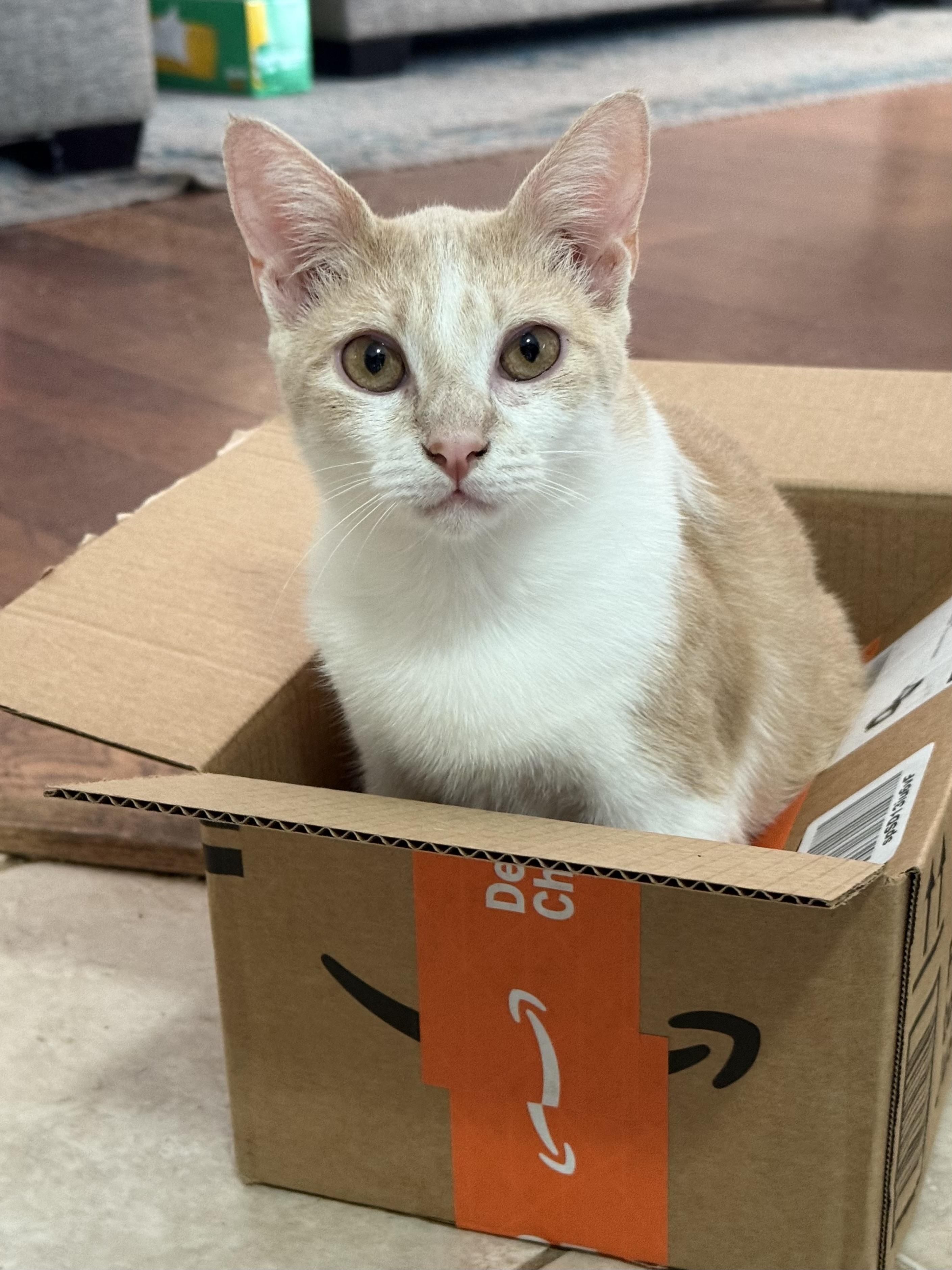 Enlarge Bart, an adopted Domestic Short Hair in Burlington, VT image 4/5