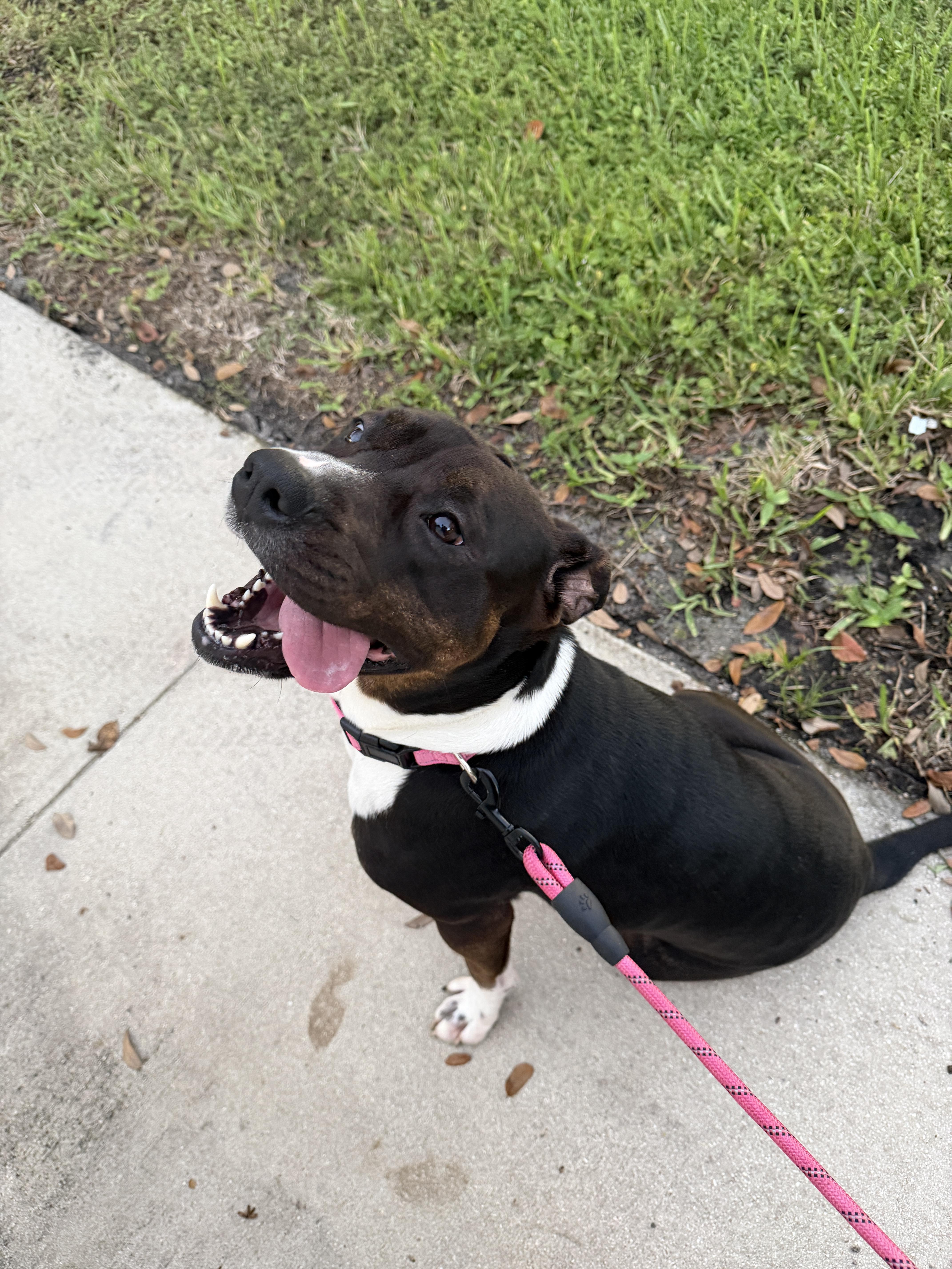 Wiggles, Adoptable, Adult Female Mixed Breed.