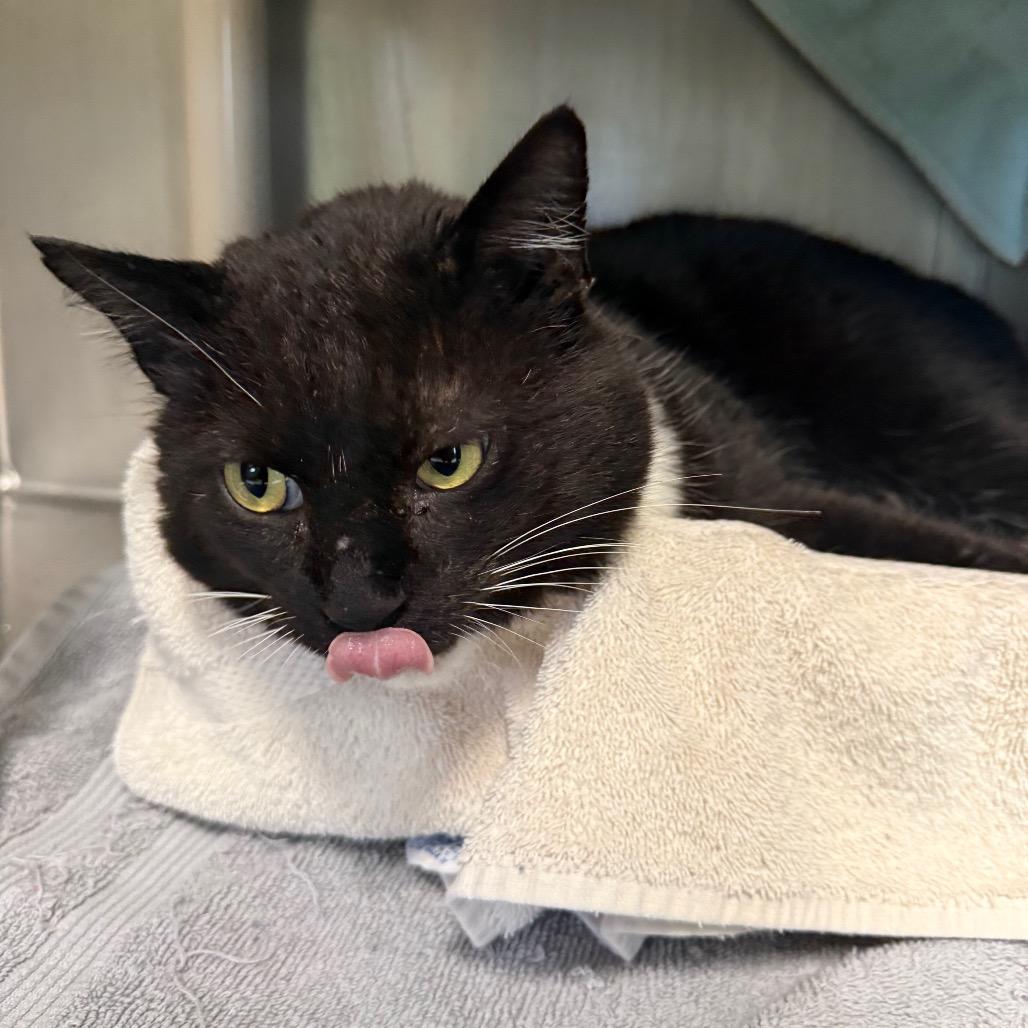 Enlarge Mr.Willow, a Adoptable Domestic Short Hair in Hamilton, GA image 1/3