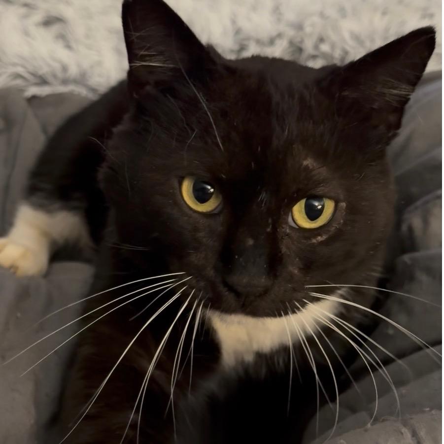 Enlarge Mr.Willow, a Adoptable Domestic Short Hair in Hamilton, GA image 2/3