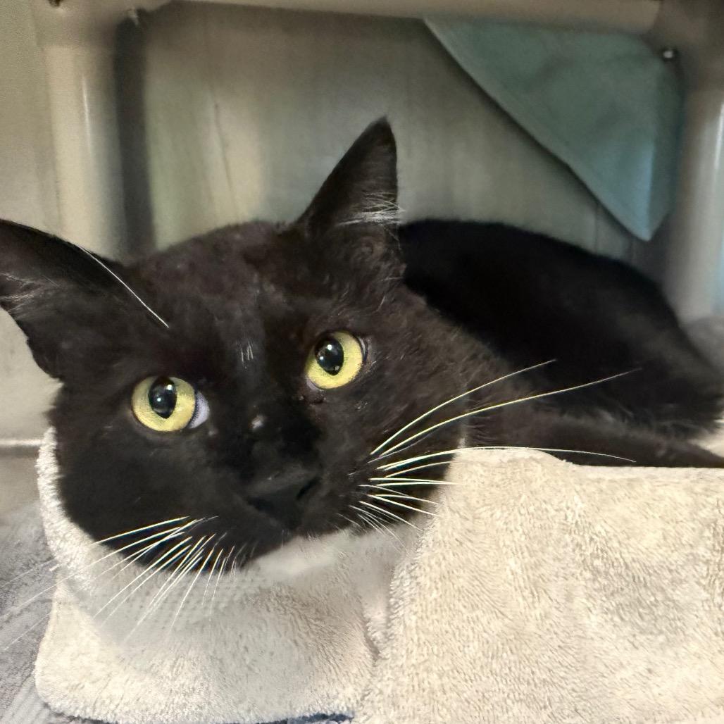 Enlarge Mr.Willow, a Adoptable Domestic Short Hair in Hamilton, GA image 3/3