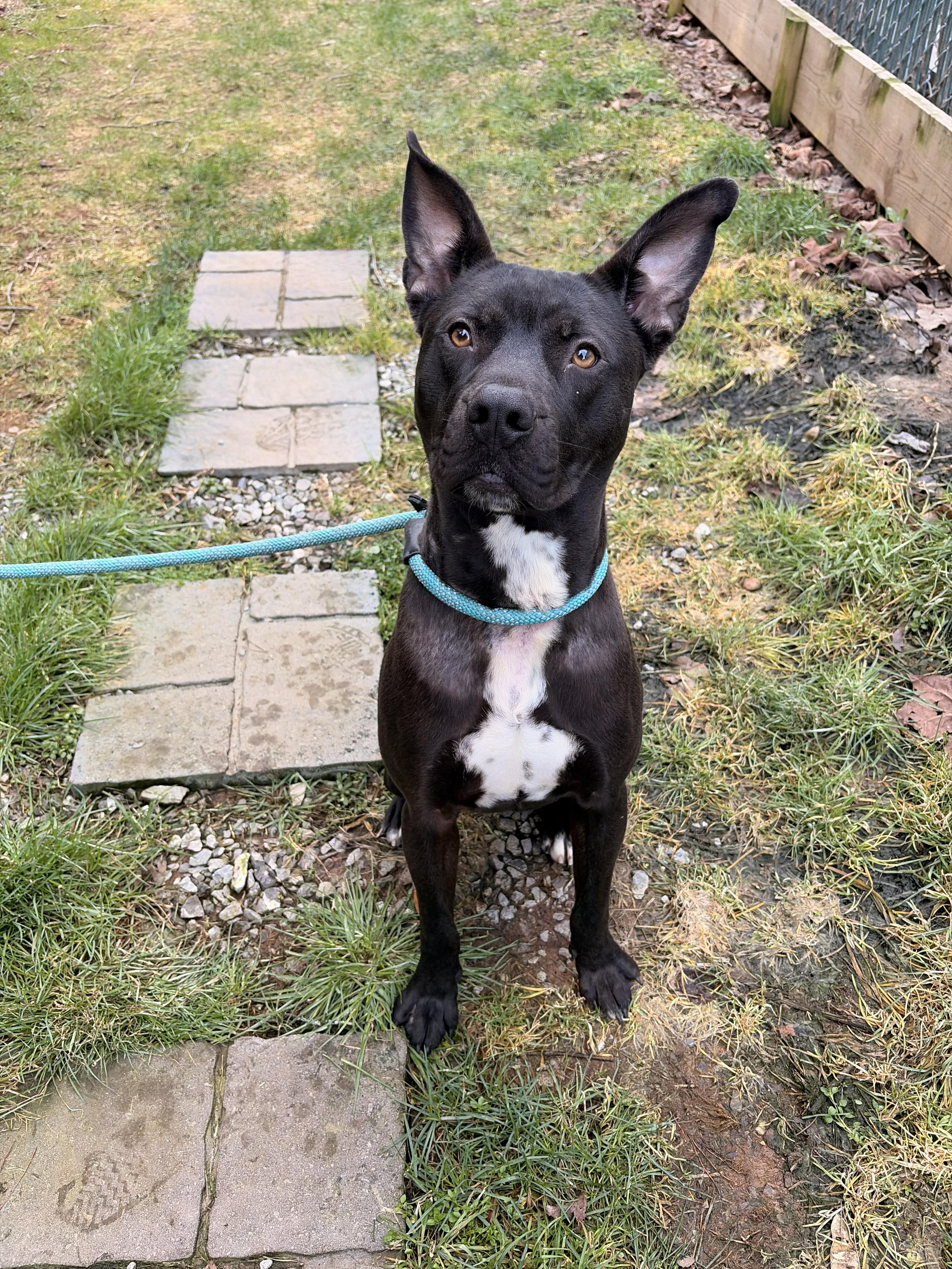 Enlarge Makas, a ADOPTABLE mixed breed in Franklin, NC image 4/6