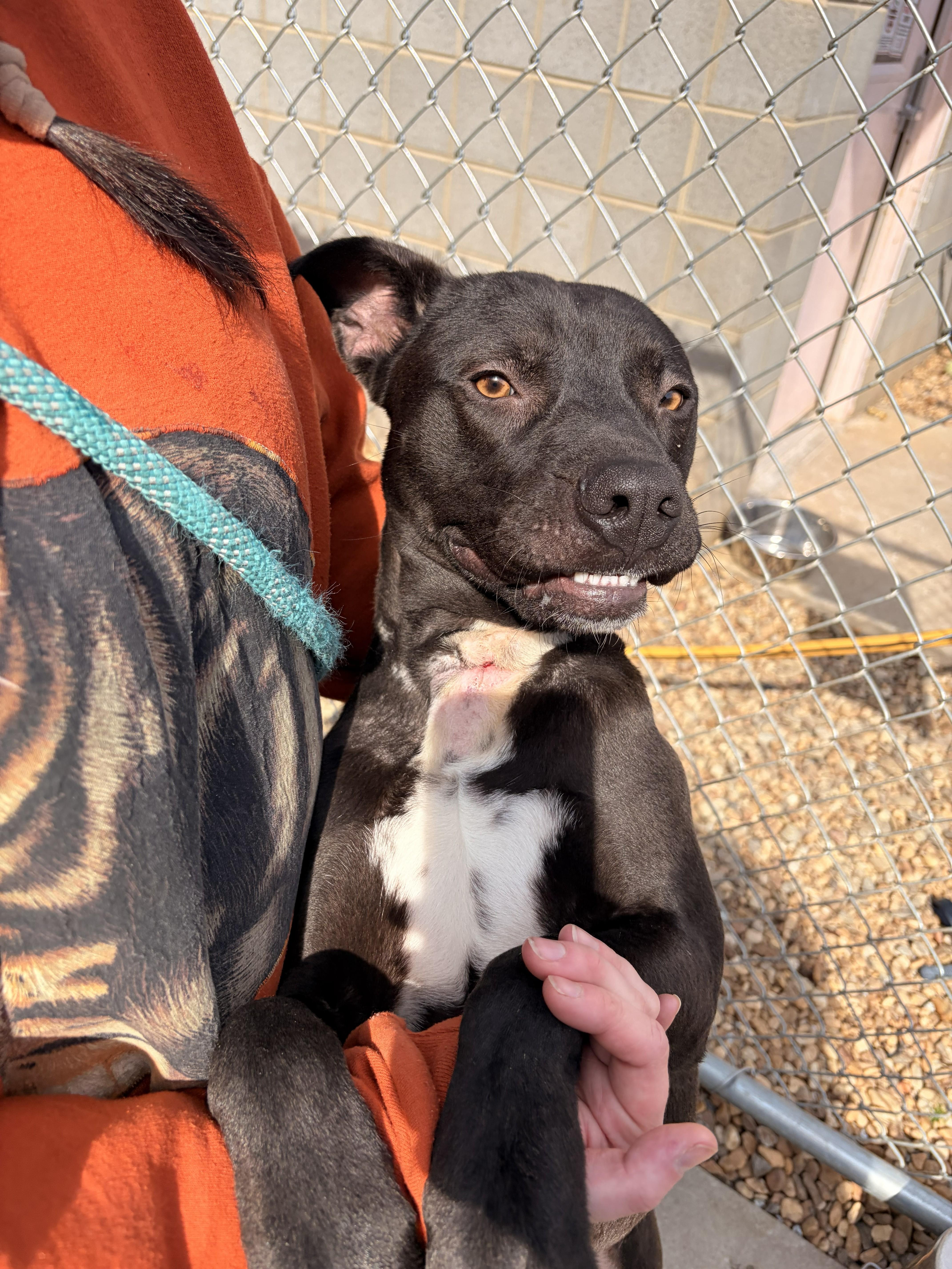 Enlarge Makas, a ADOPTABLE mixed breed in Franklin, NC image 2/6