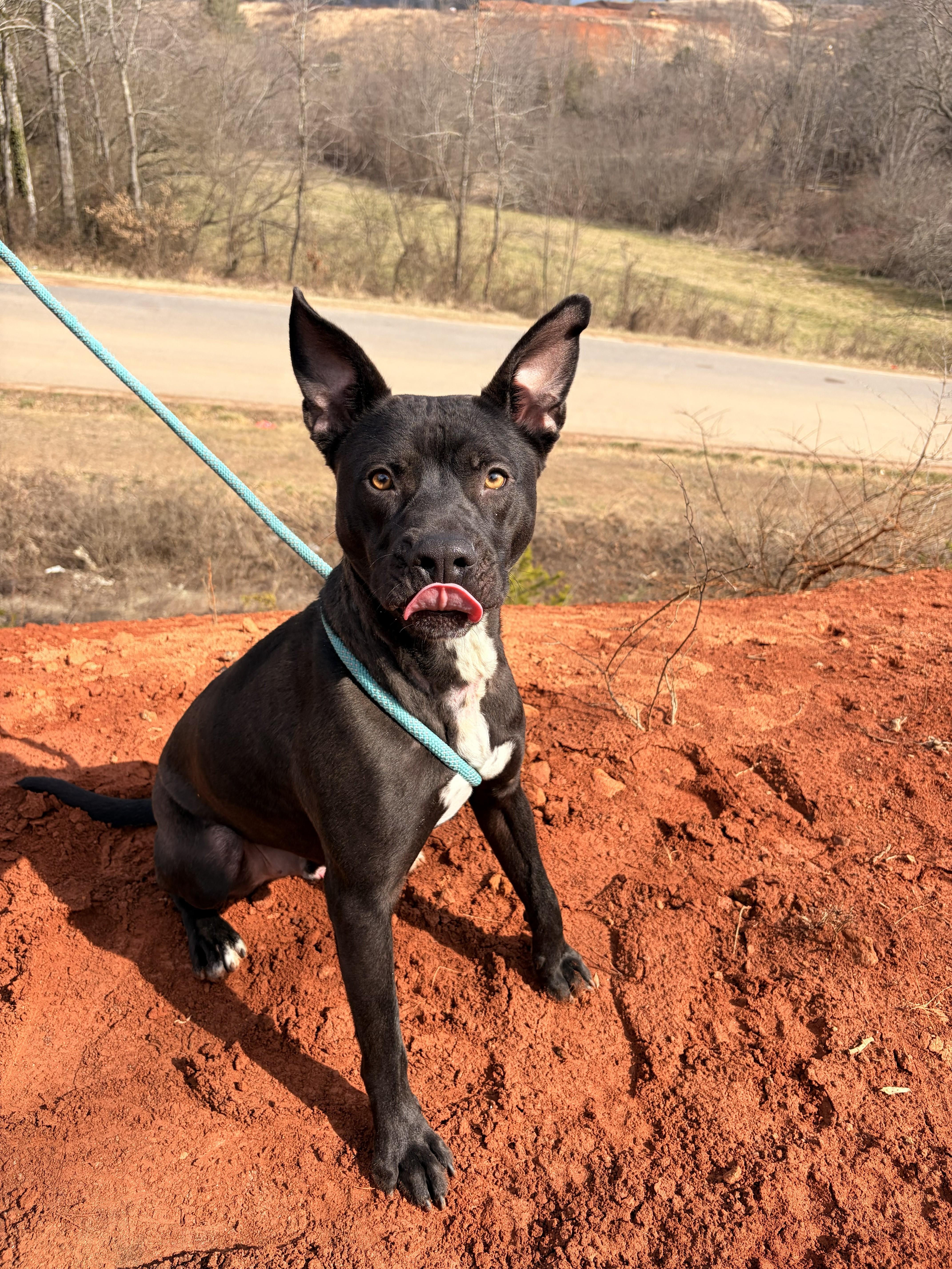 Enlarge Makas, a ADOPTABLE mixed breed in Franklin, NC image 5/6