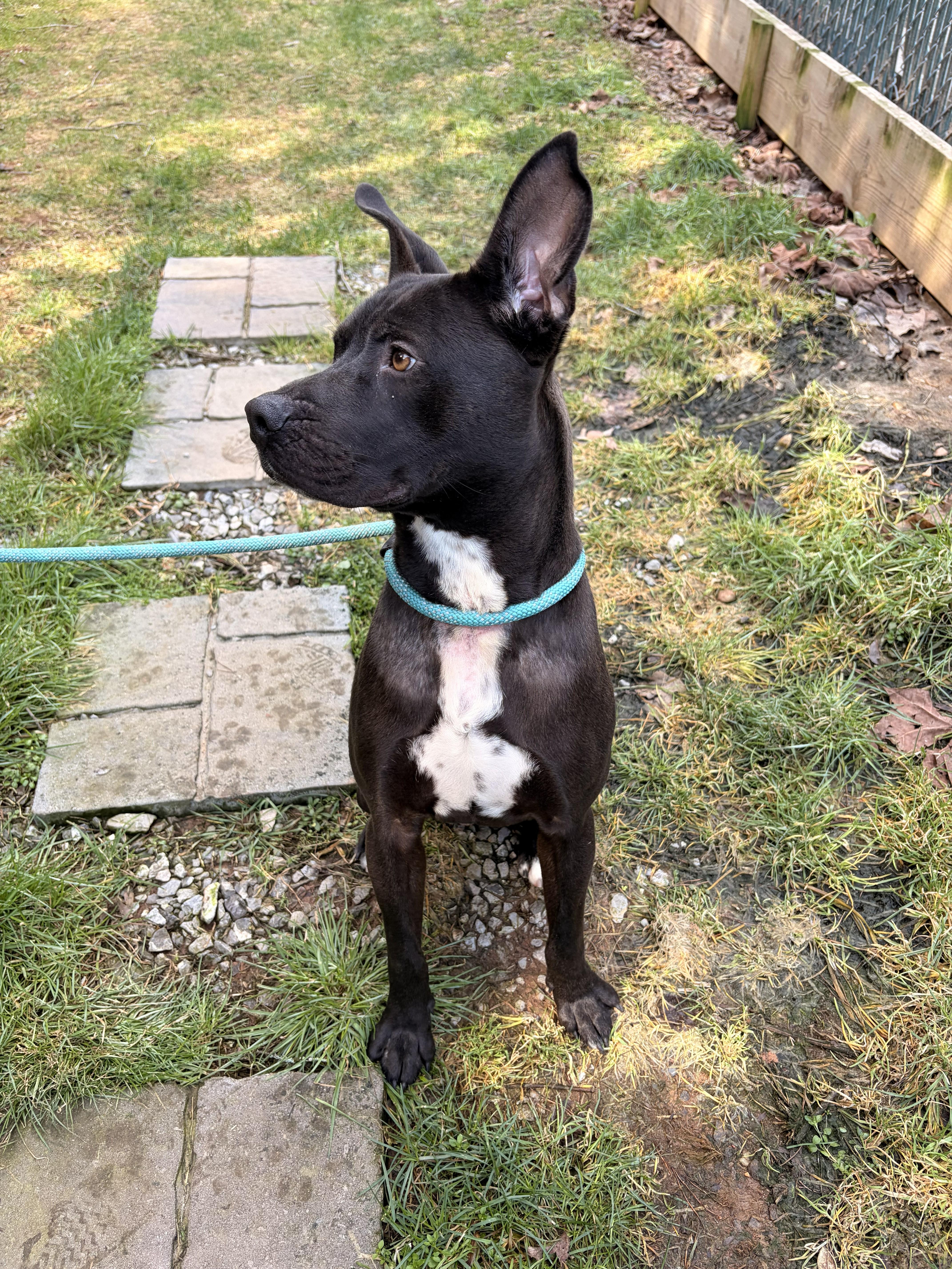 Enlarge Makas, a ADOPTABLE mixed breed in Franklin, NC image 6/6