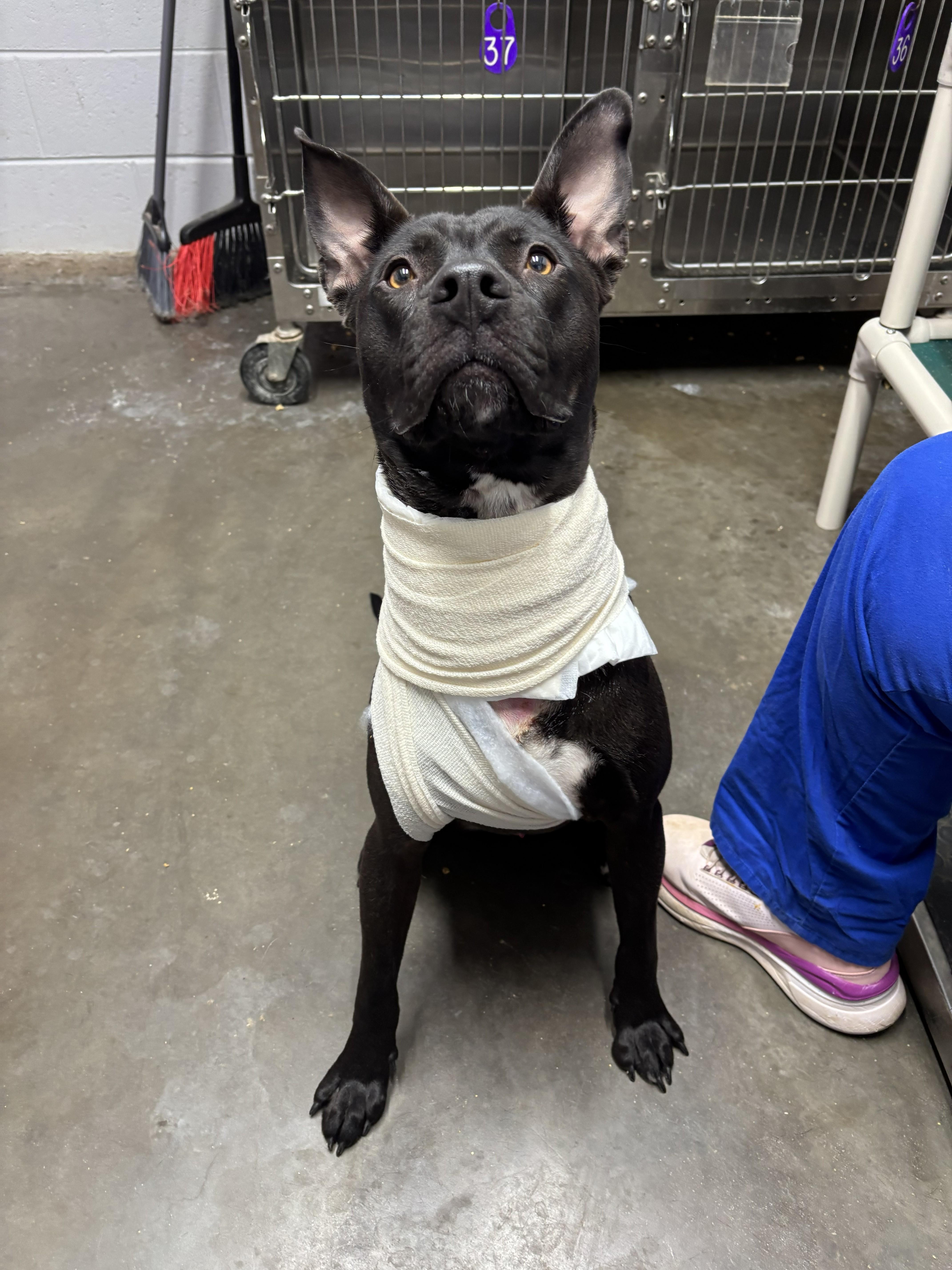 Enlarge Makas, a ADOPTABLE mixed breed in Franklin, NC image 3/6