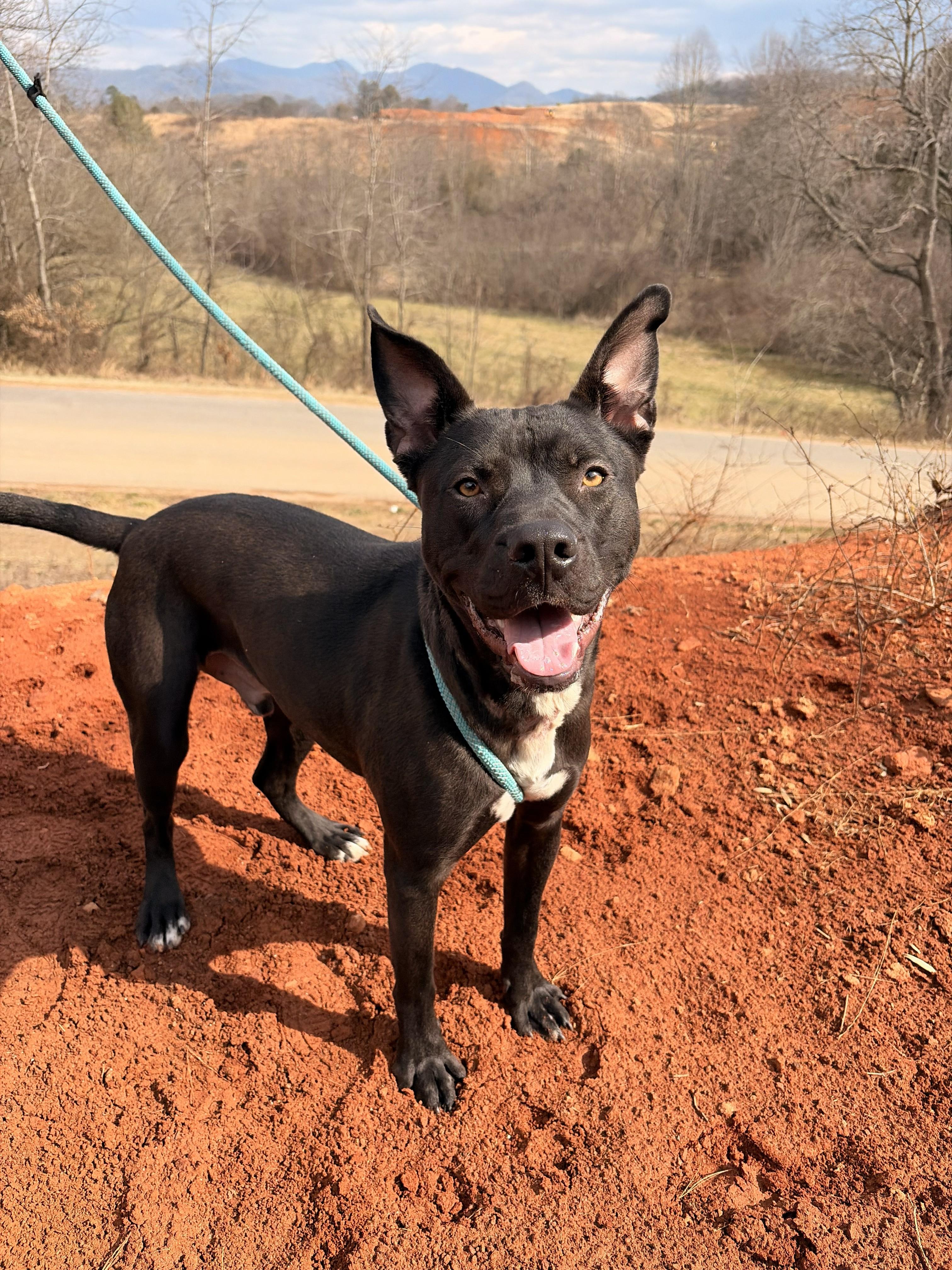 Makas, ADOPTABLE, Young Male American Staffordshire Terrier.