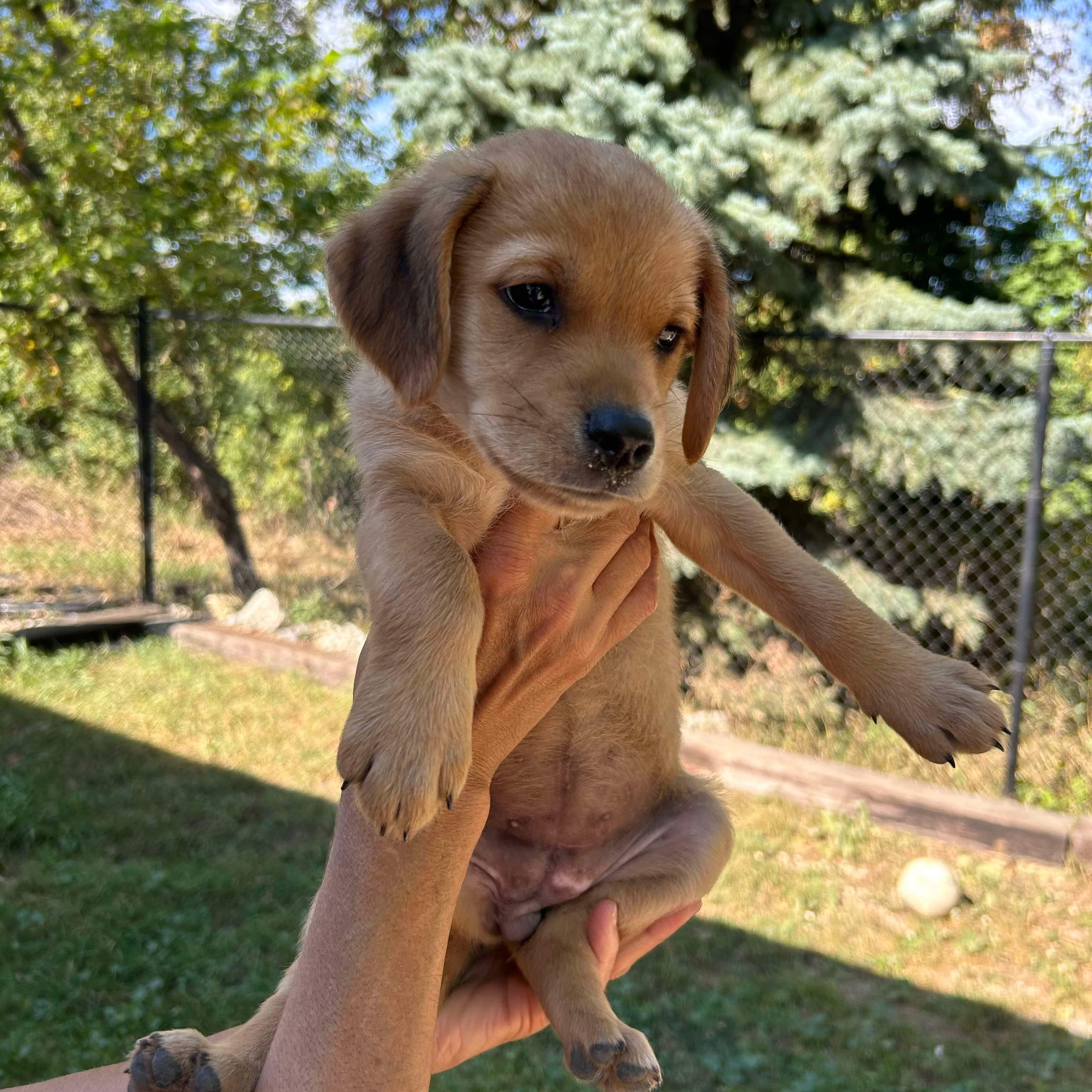Dog for adoption Delta, a Labrador Retriever & Shepherd Mix in