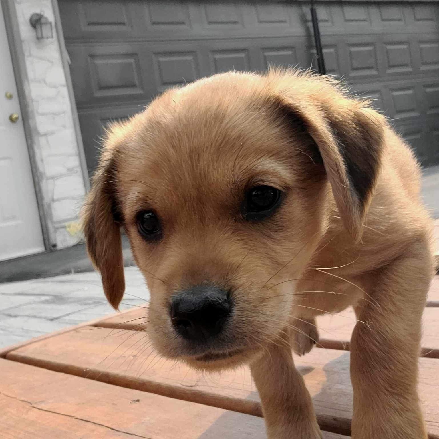 Dog for adoption Delta, a Labrador Retriever & Shepherd Mix in