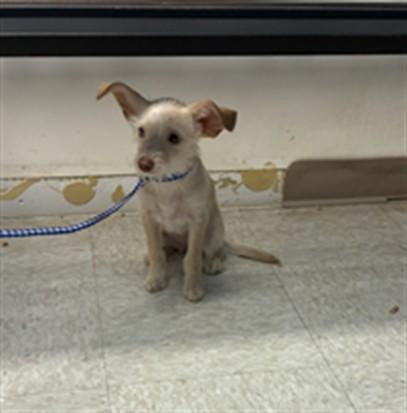 A211775, Adoptable, Adult Female Chihuahua.