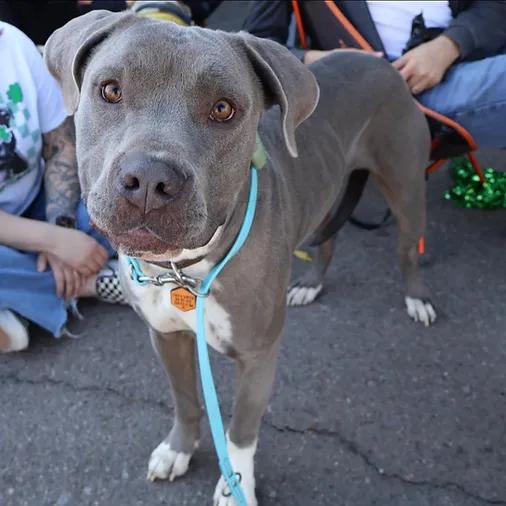 Harley, ADOPTABLE, Young Male American Bully.