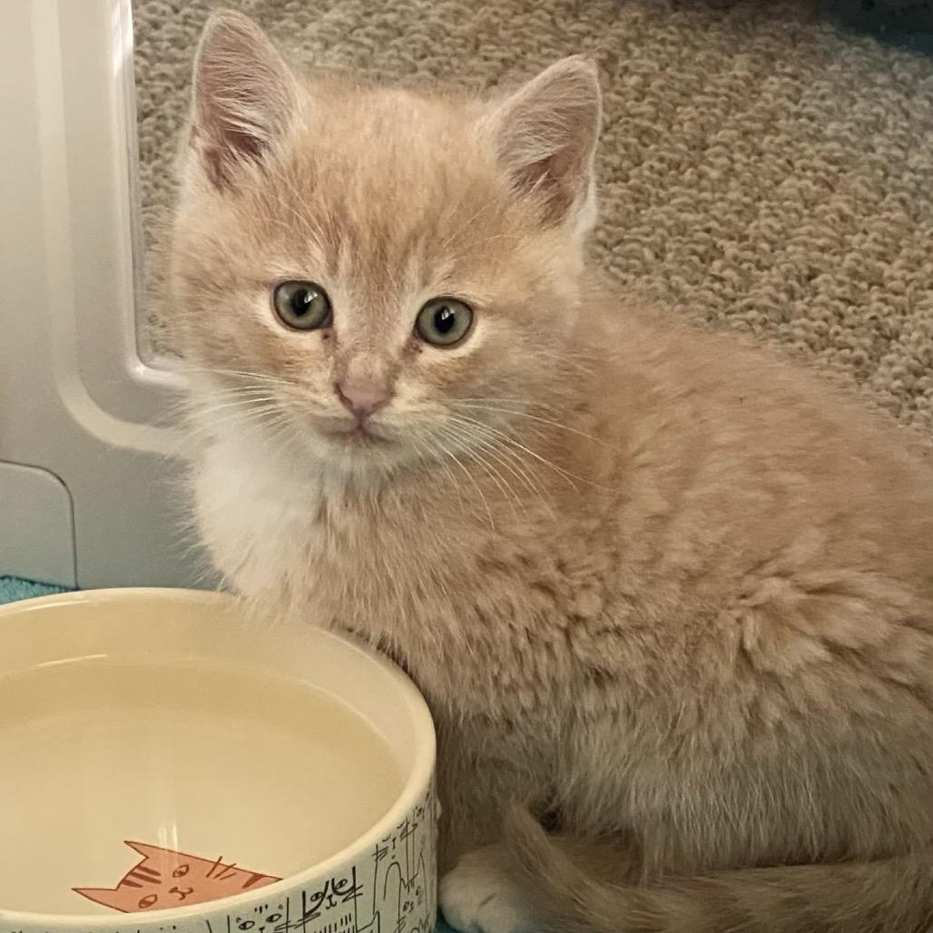 Marcus, Adoptable, Kitten Male Domestic Short Hair.