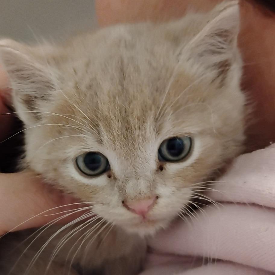 Enlarge Marcus, a Adoptable Domestic Short Hair in Greensboro, GA image 2/2