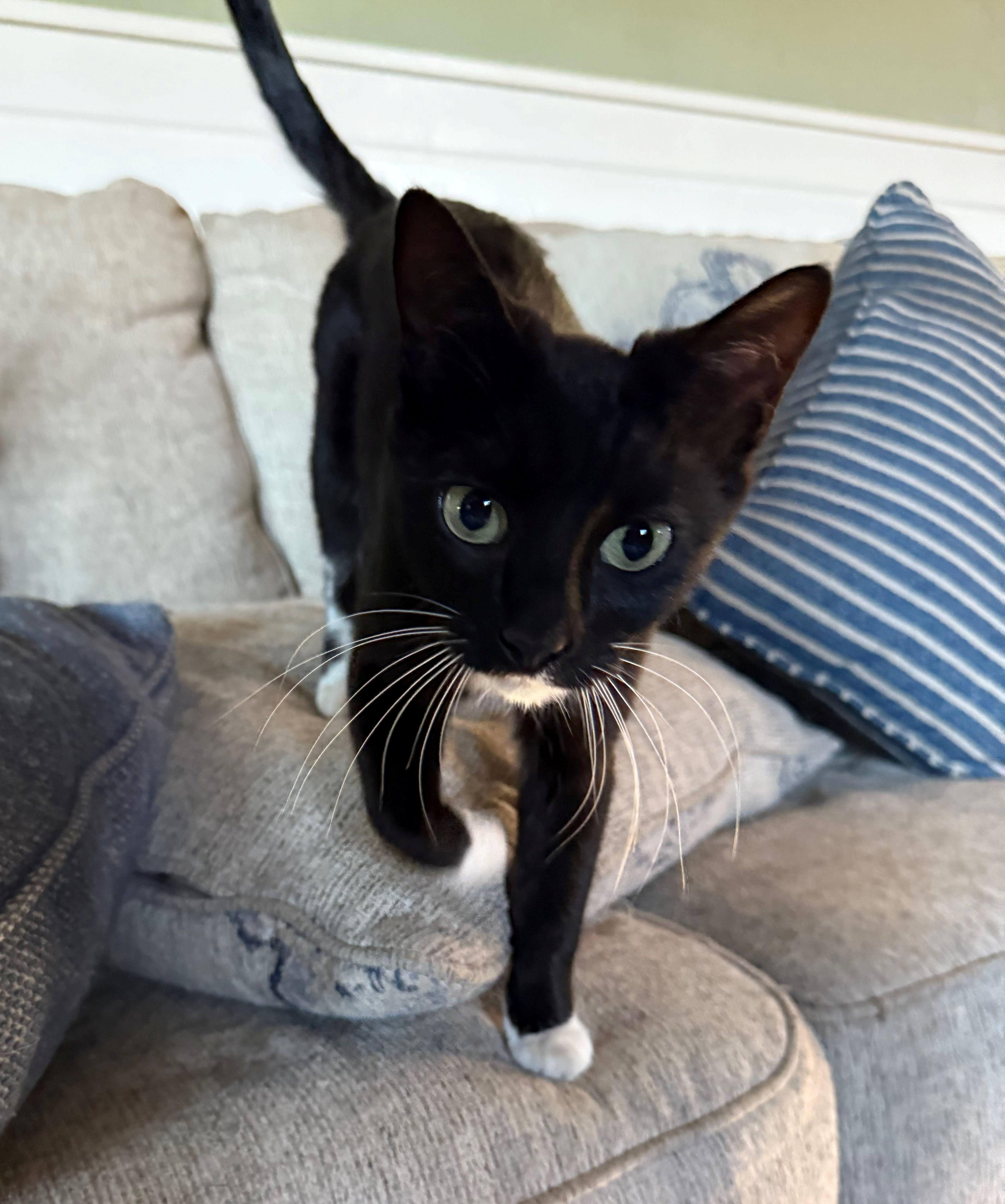 Enlarge Pixie, a Adoptable Domestic Short Hair in Lodi, CA image 1/1