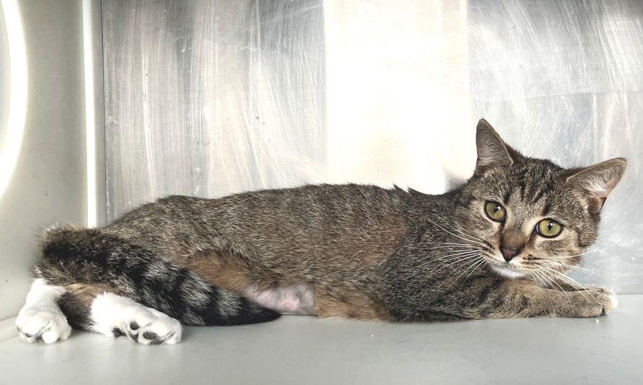 Wendy, a Adoptable Tabby in Carrollton, GA image 1/3
