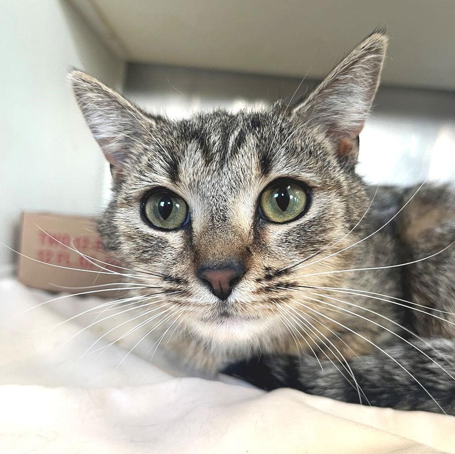 Wendy, a Adoptable Tabby in Carrollton, GA image 2/3