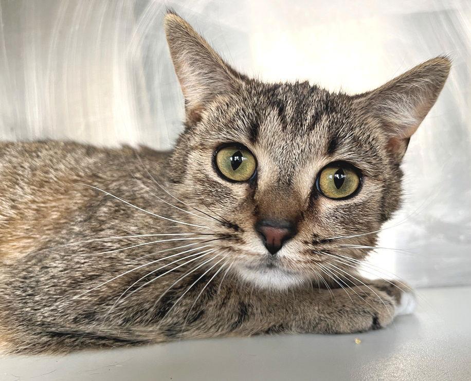 Wendy, a Adoptable Tabby in Carrollton, GA image 3/3