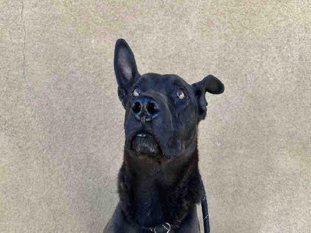 Enlarge RUFFUS, a Adoptable mixed breed in Bonita, CA image 1/1