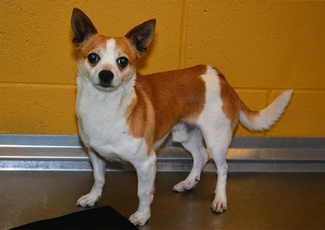 Enlarge CHARLIE BROWN, a Adoptable Chihuahua in West Valley City, UT image 1/1