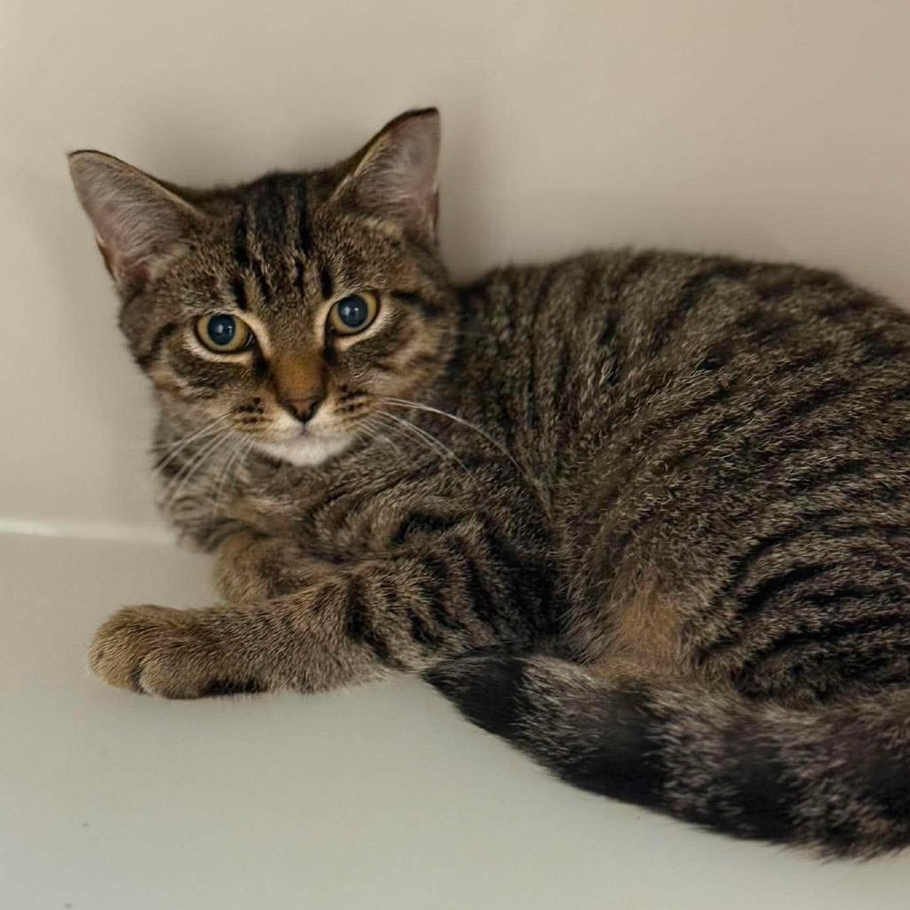 Fidget, Adoptable, Kitten Male Domestic Short Hair.
