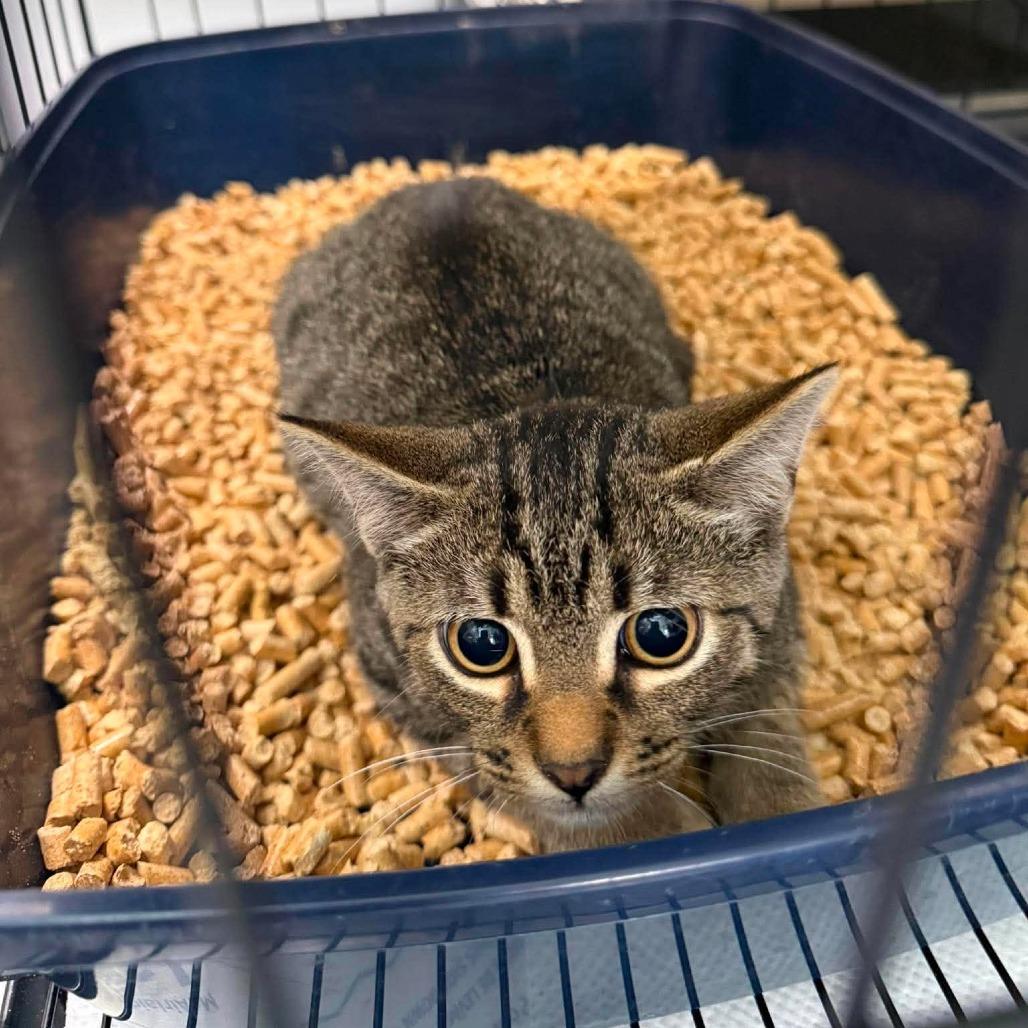 Enlarge Fidget, a Adoptable Domestic Short Hair in Rocky Mount, VA image 2/2
