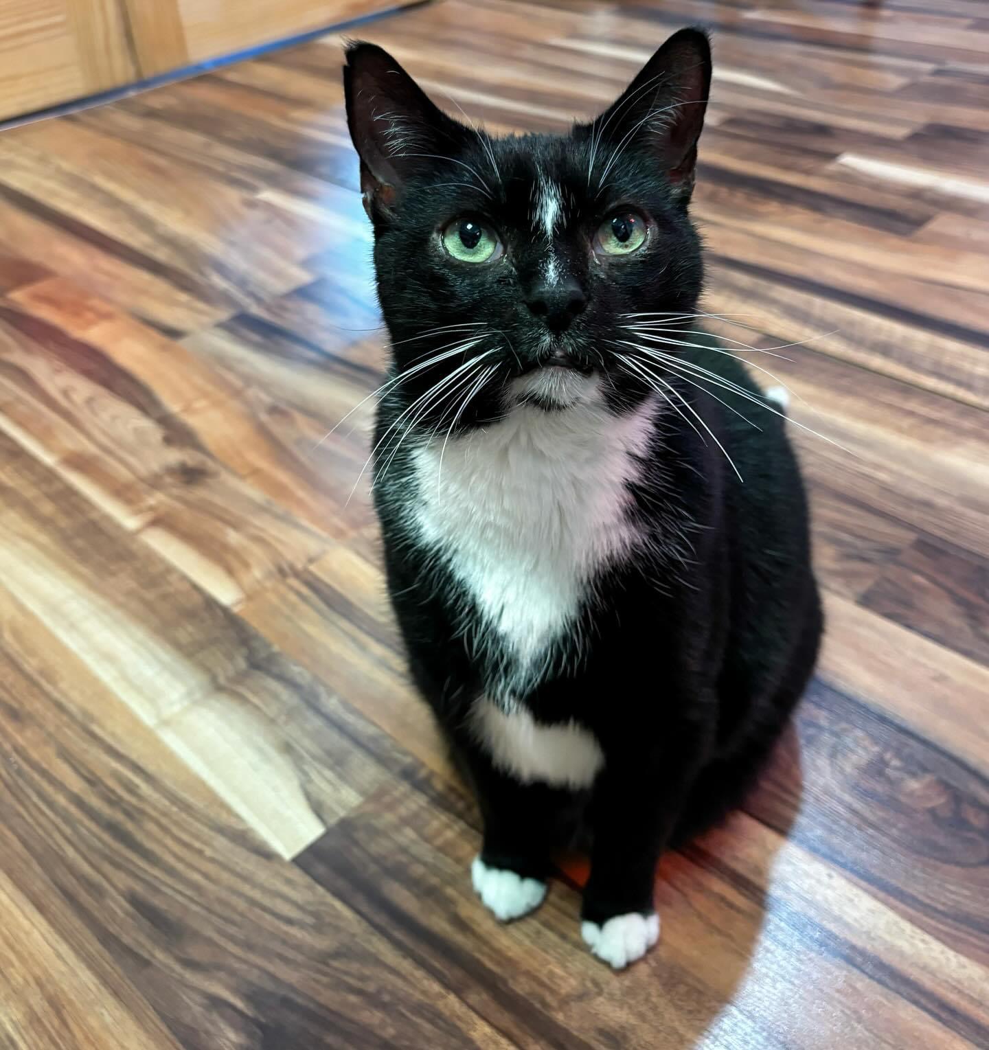 Cat for adoption Onyx, a Domestic Short Hair in Buffalo, NY Petfinder