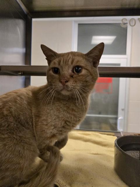 Enlarge Blaze A217842, an adopted Domestic Short Hair in Plano, TX image 1/1
