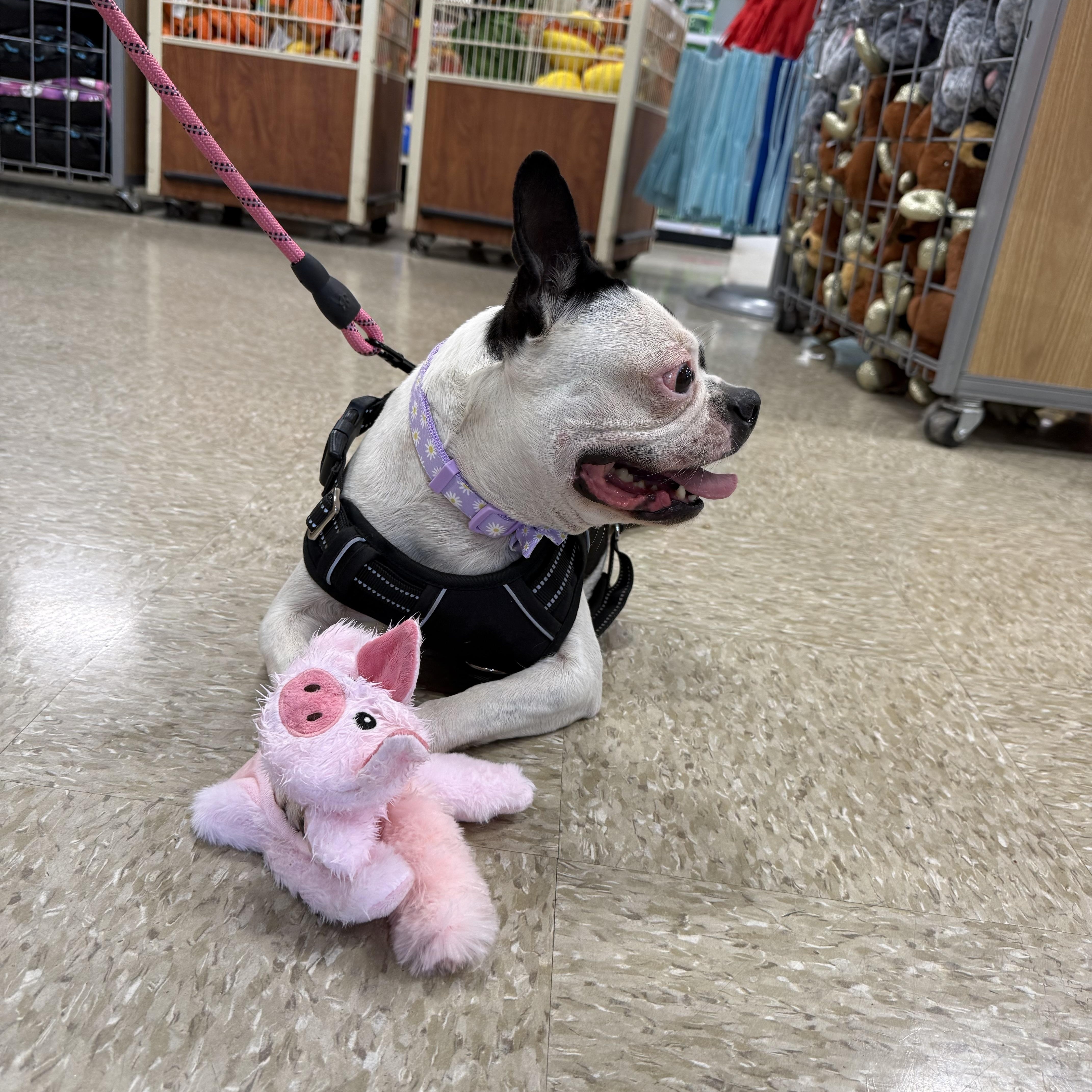 Enlarge Penny, a Adoptable mixed breed in Ellensburg, WA image 6/6