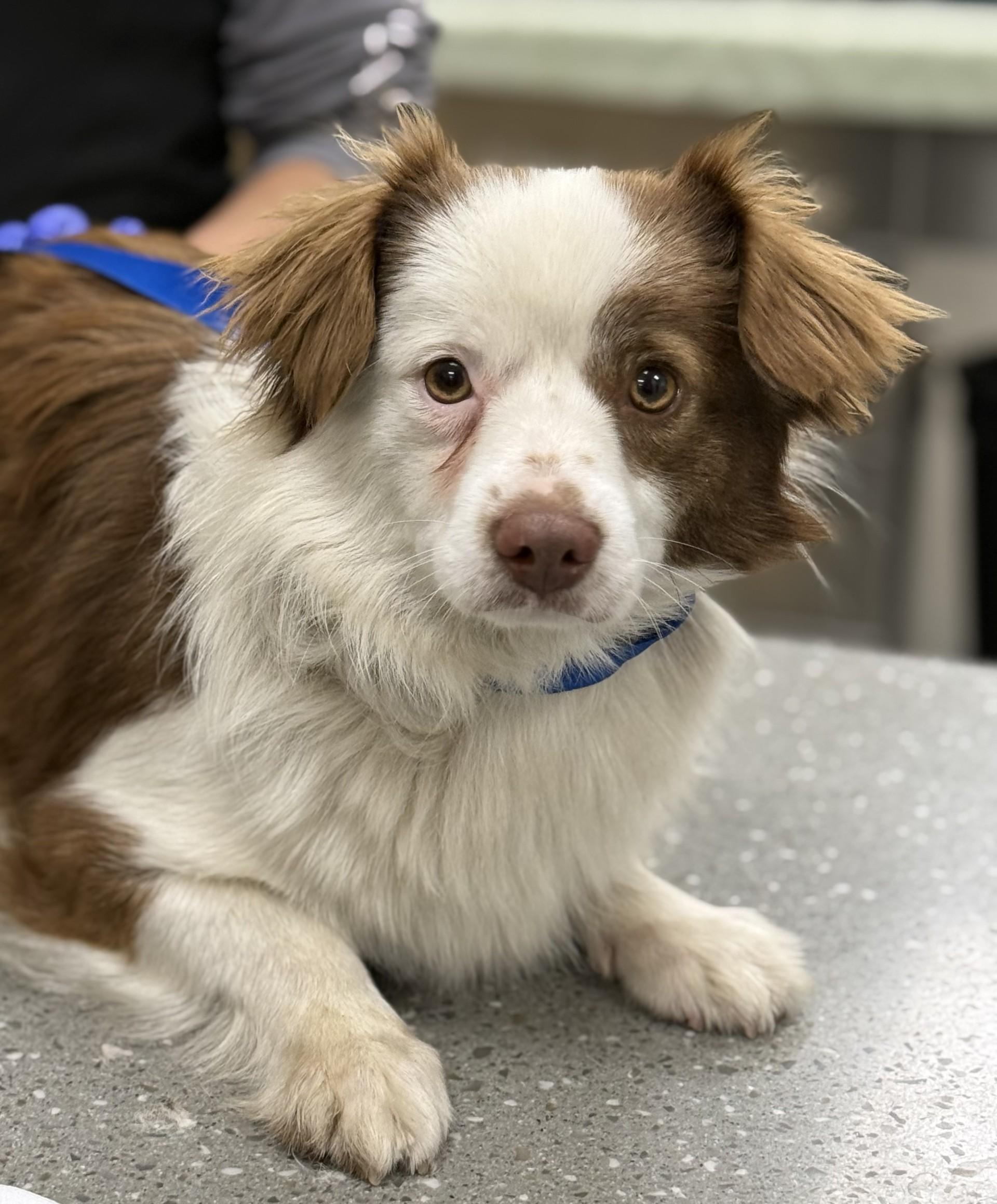 Enlarge Bruno 3, a ADOPTABLE mixed breed in Los Alamitos, CA image 6/6