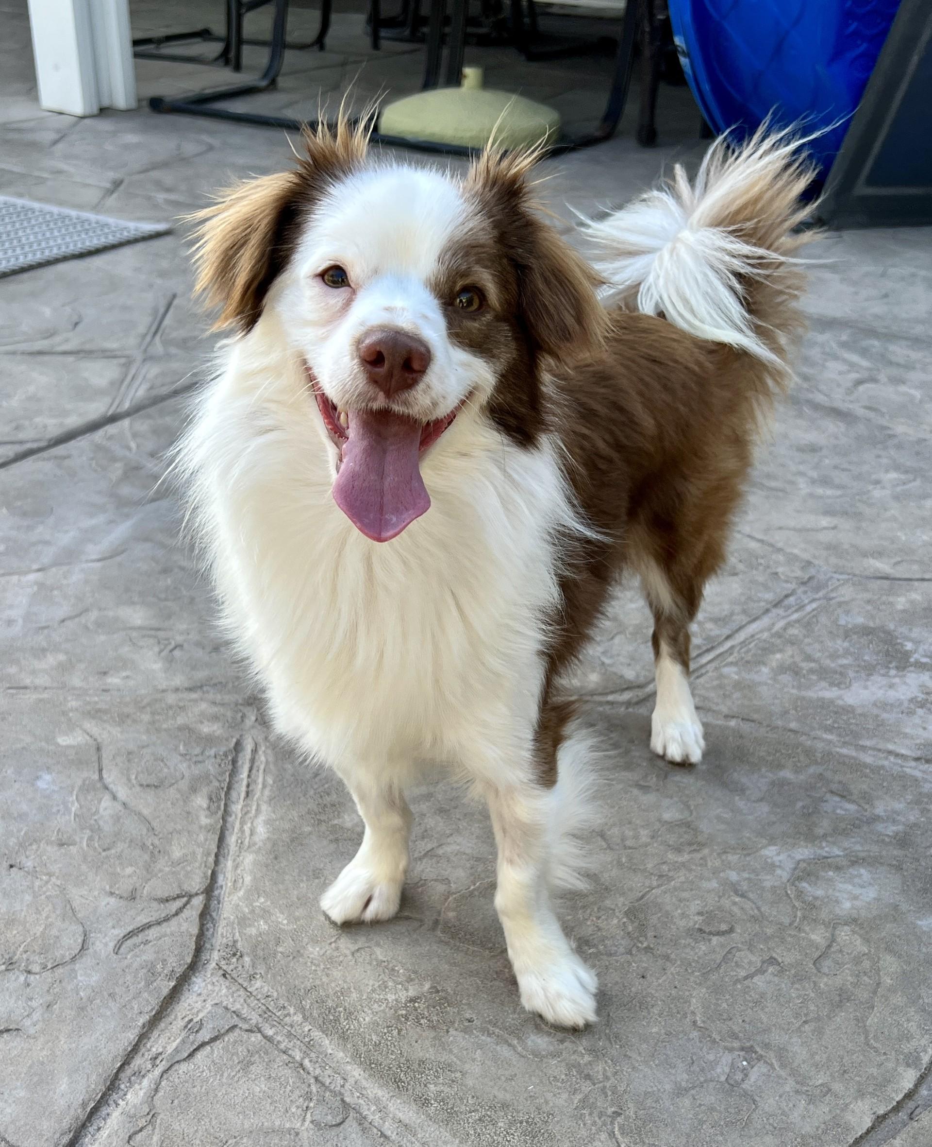 Enlarge Bruno 3, a ADOPTABLE mixed breed in Los Alamitos, CA image 2/6