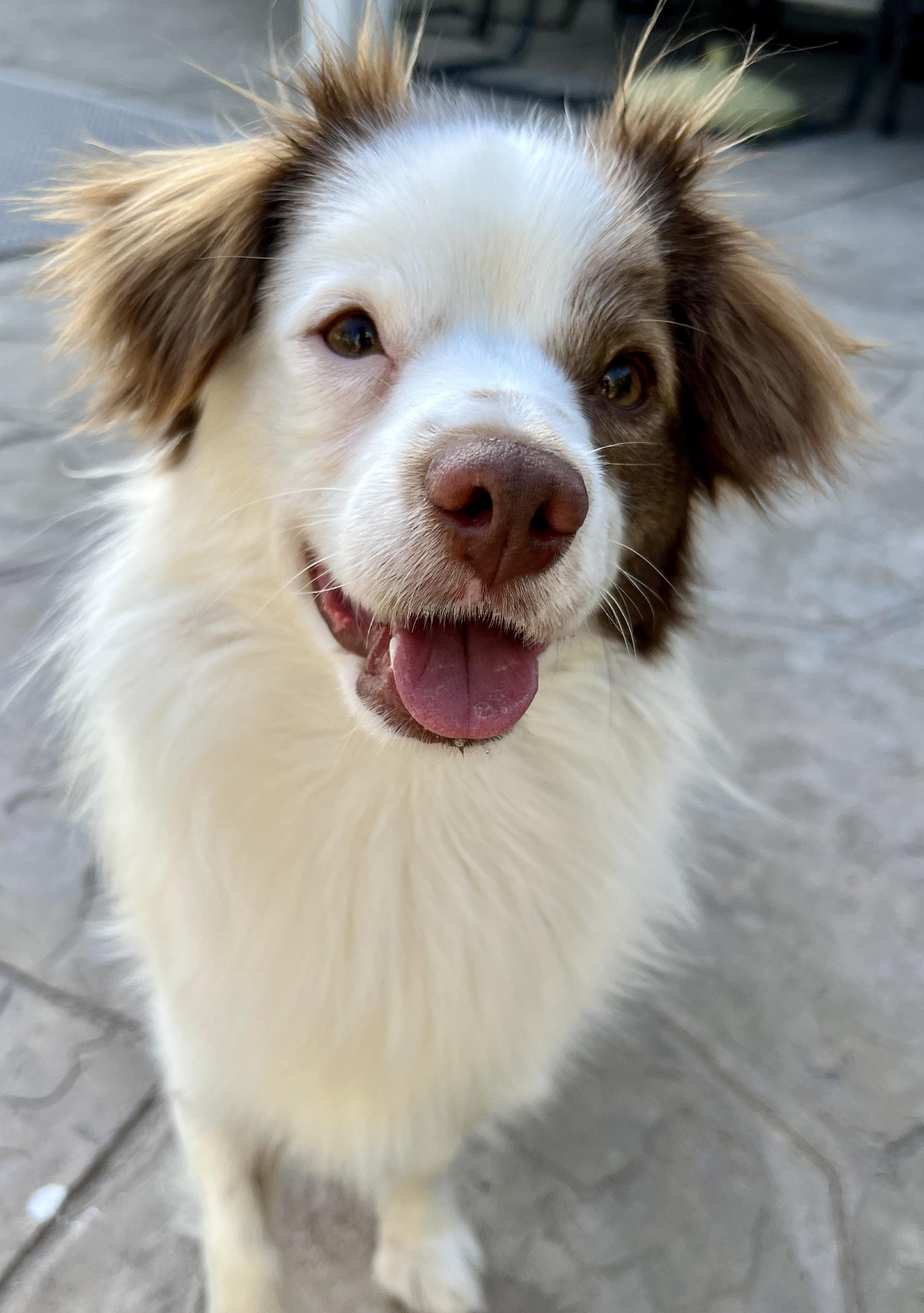 Bruno 3, ADOPTABLE, Young Male Spaniel & Corgi.