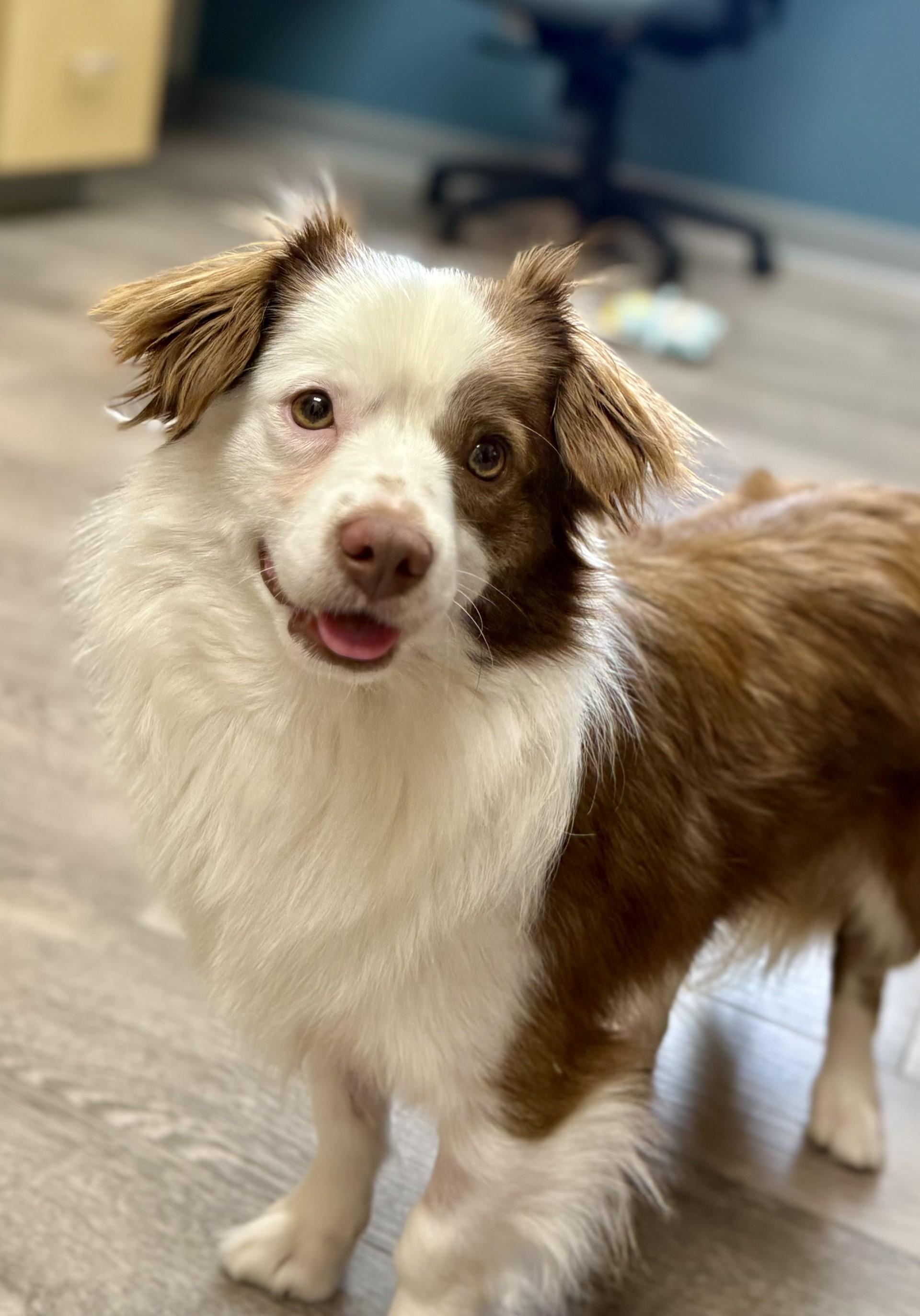 Enlarge Bruno 3, a ADOPTABLE mixed breed in Los Alamitos, CA image 3/6