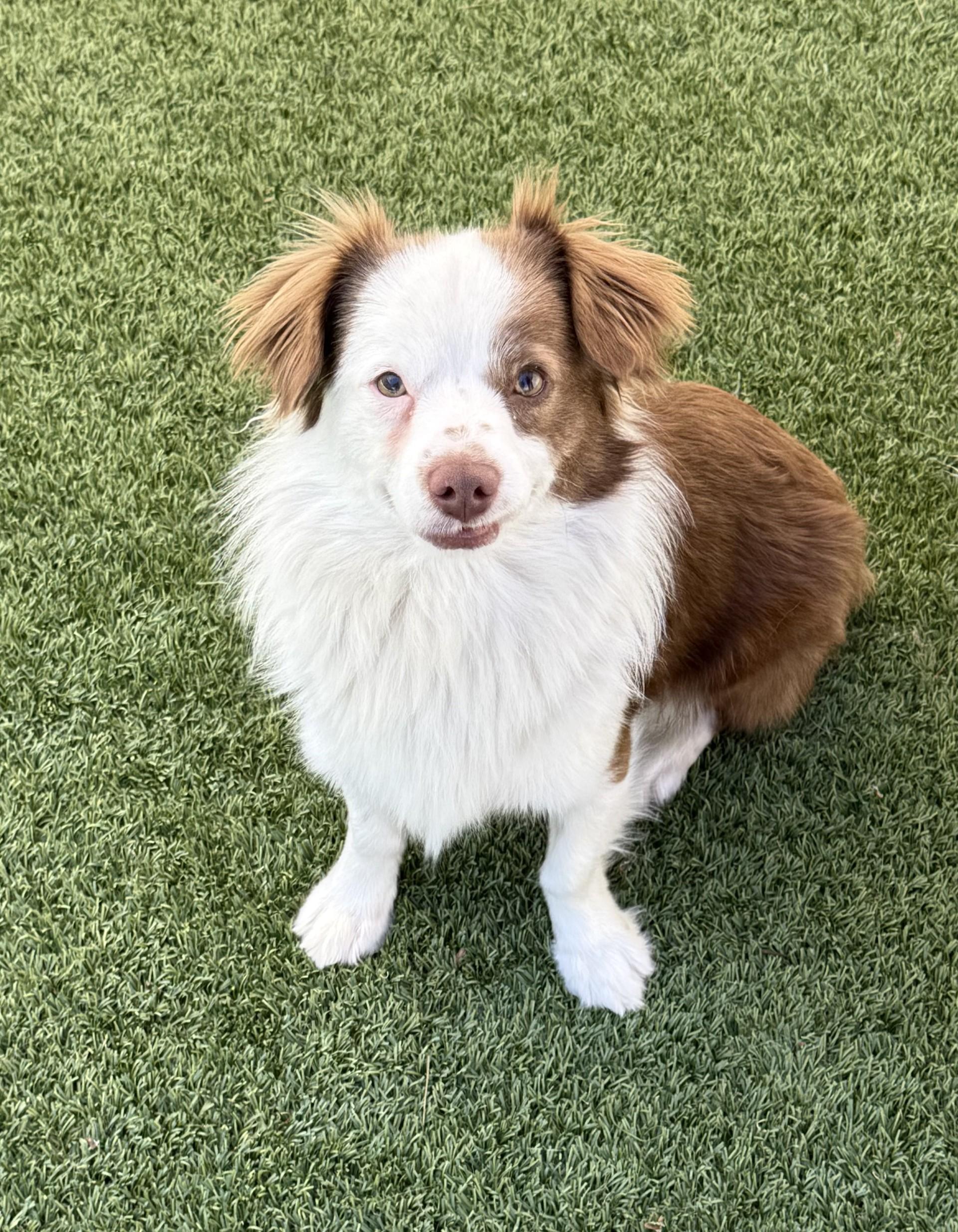 Enlarge Bruno 3, a ADOPTABLE mixed breed in Los Alamitos, CA image 4/6