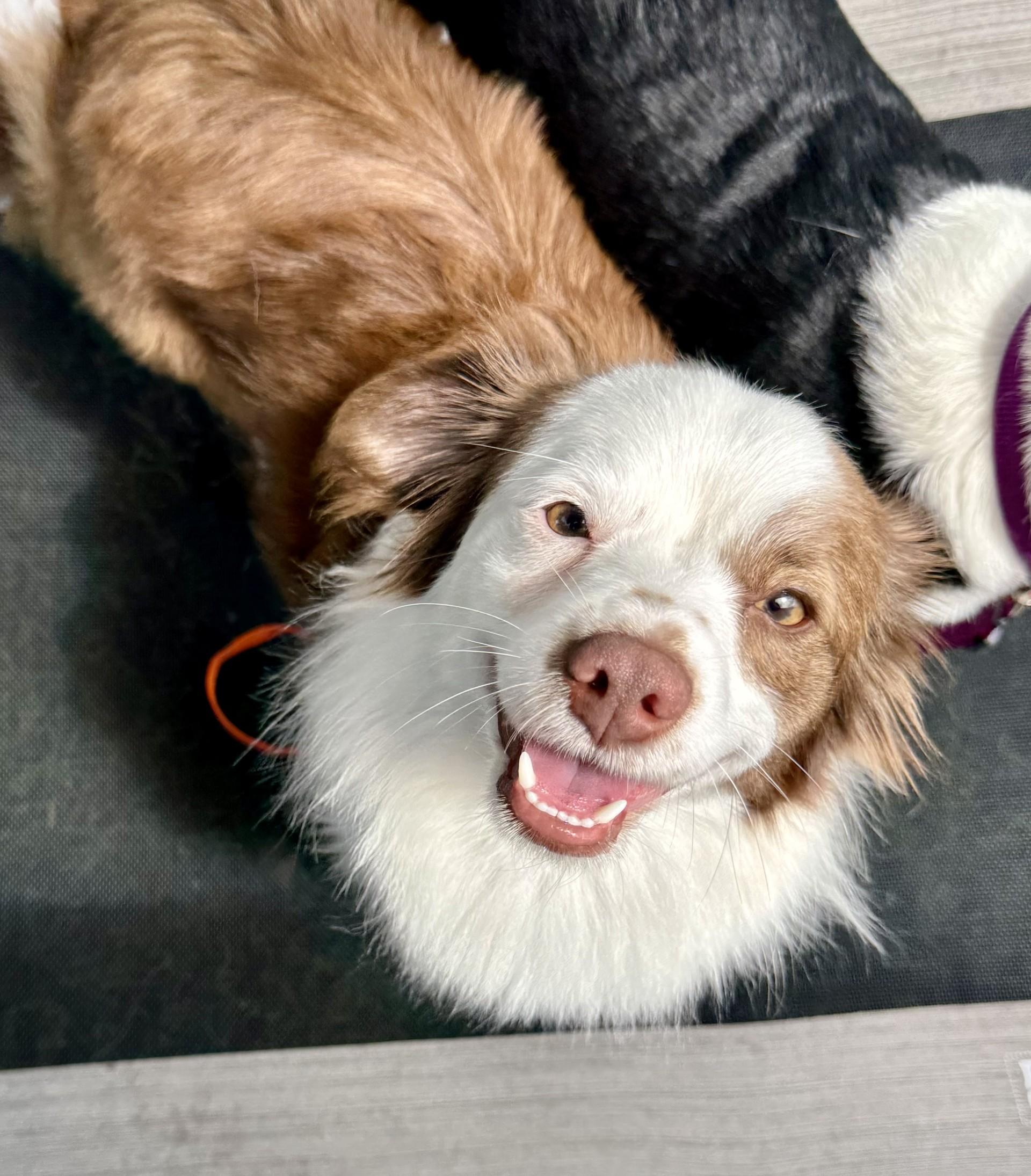 Enlarge Bruno 3, a ADOPTABLE mixed breed in Los Alamitos, CA image 6/6