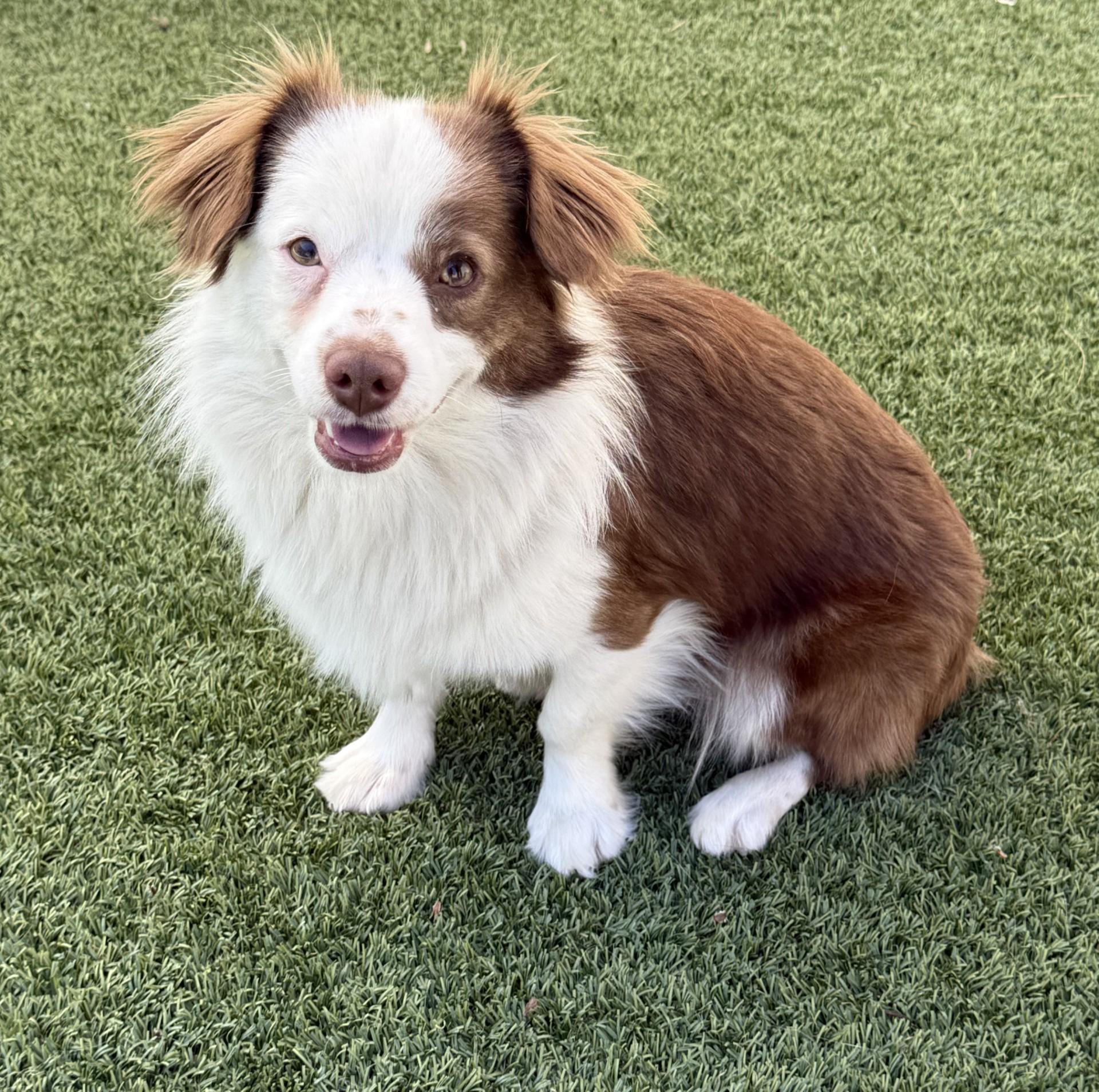 Enlarge Bruno 3, a ADOPTABLE mixed breed in Los Alamitos, CA image 2/6