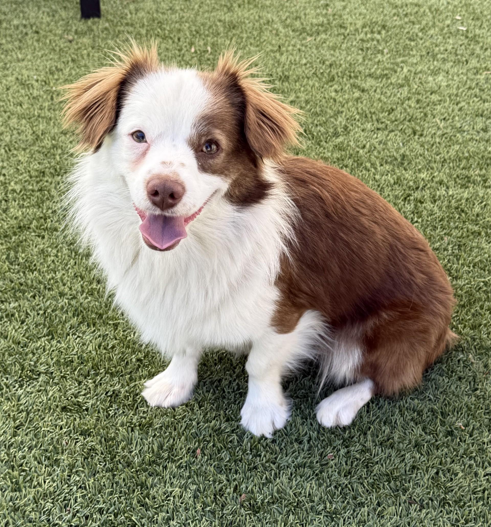 Enlarge Bruno 3, a ADOPTABLE mixed breed in Los Alamitos, CA image 1/6