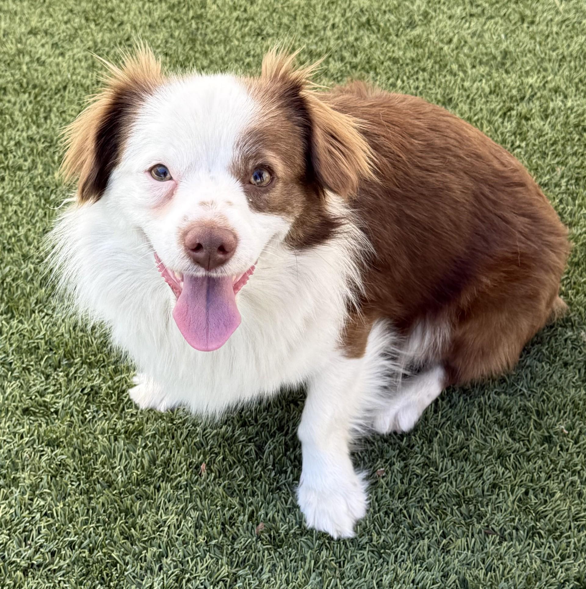 Enlarge Bruno 3, a ADOPTABLE mixed breed in Los Alamitos, CA image 5/6