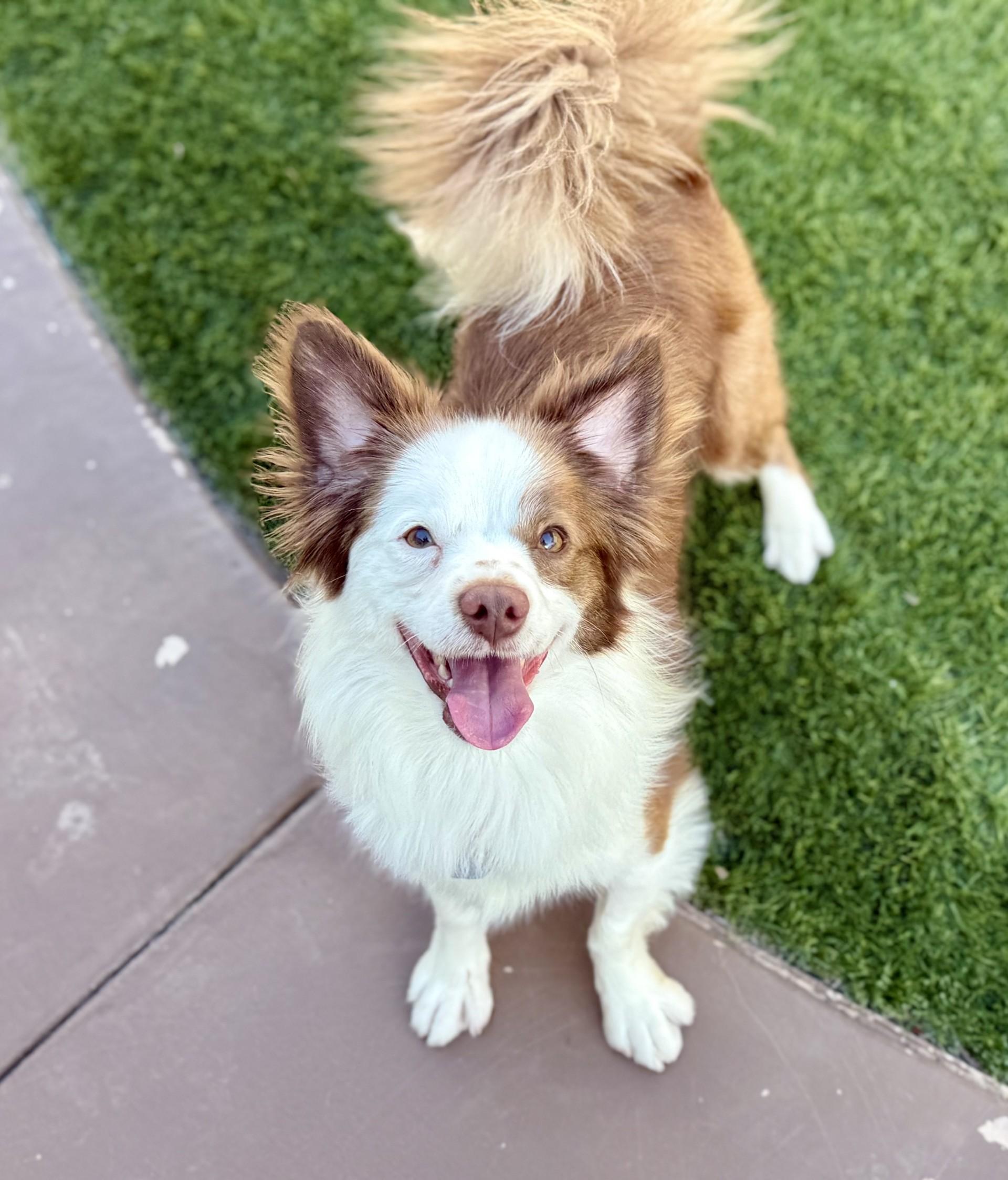 Bruno 3, an adopted mixed breed in Los Alamitos, CA image 6/6