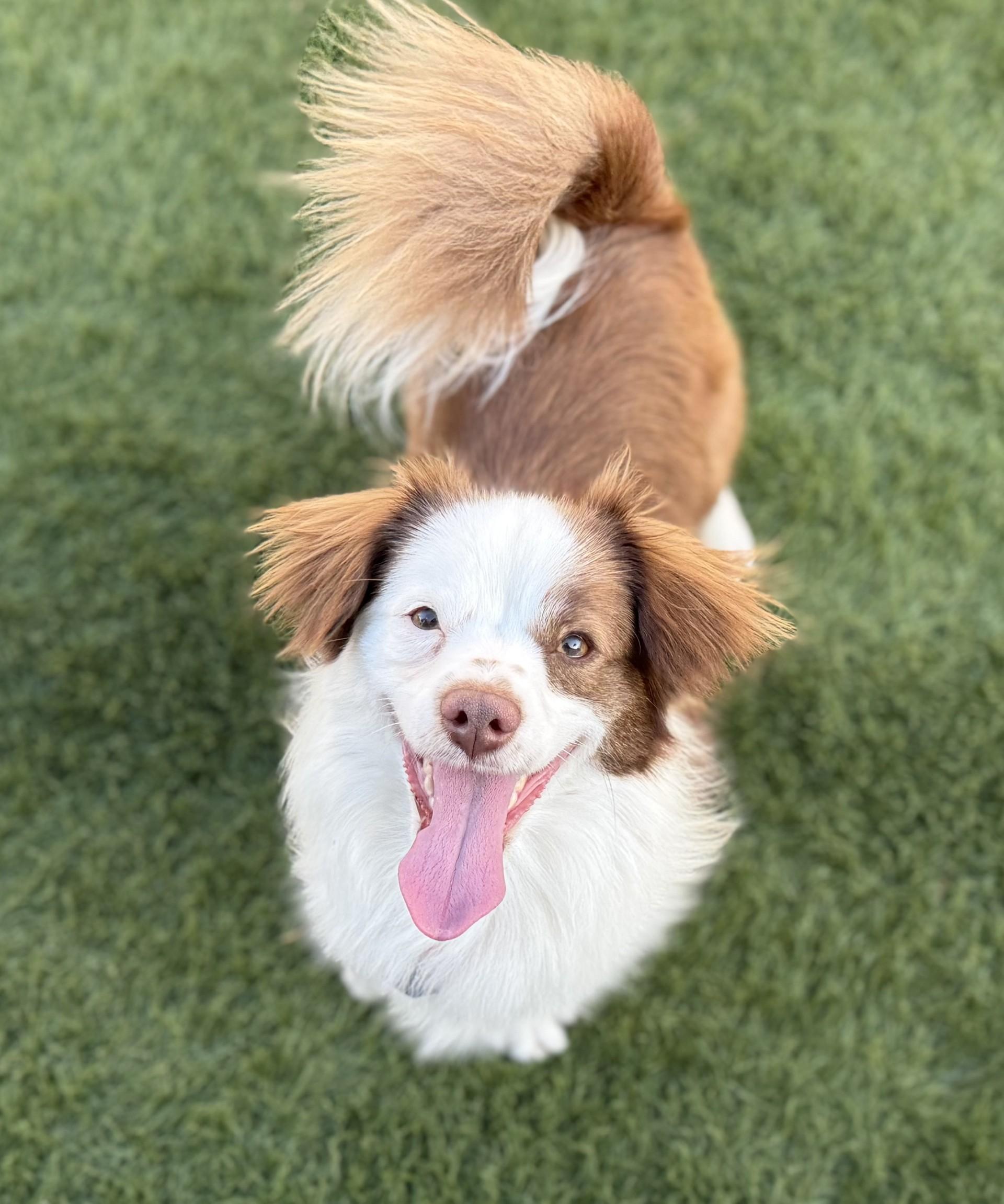 Bruno 3, ADOPTABLE, Young Male Spaniel & Corgi.