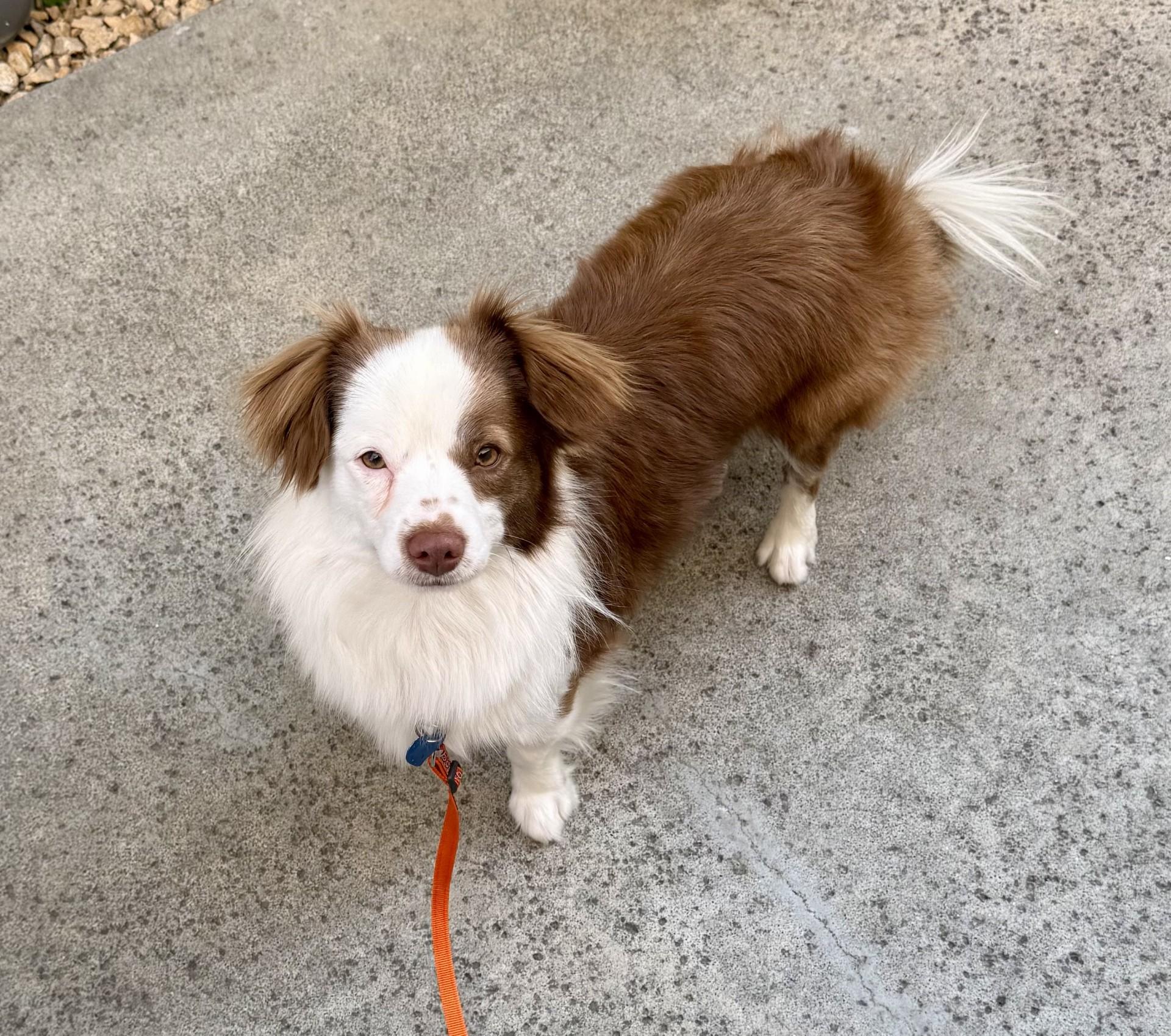 Enlarge Bruno 3, a ADOPTABLE mixed breed in Los Alamitos, CA image 5/6
