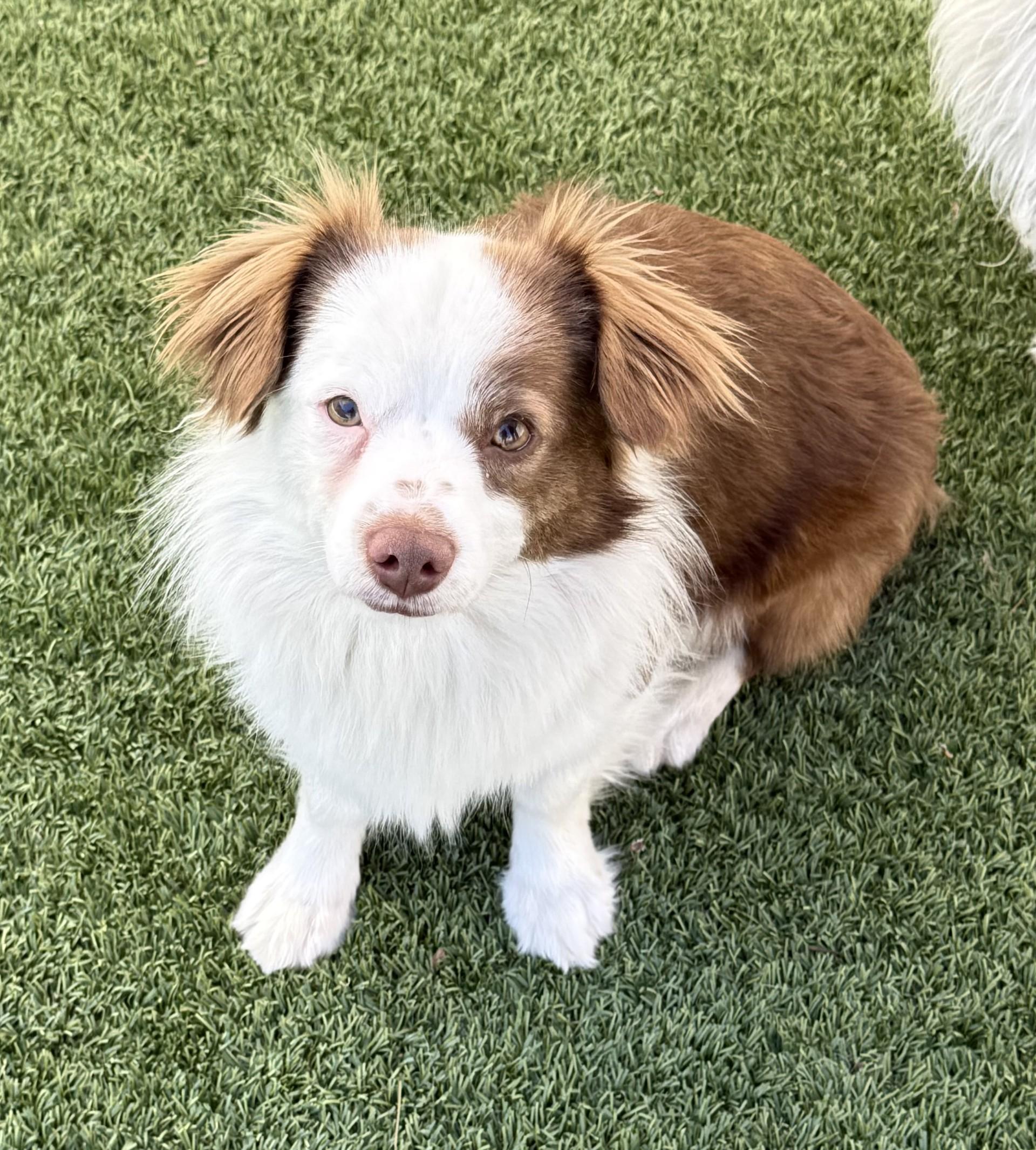 Enlarge Bruno 3, a ADOPTABLE mixed breed in Los Alamitos, CA image 3/6