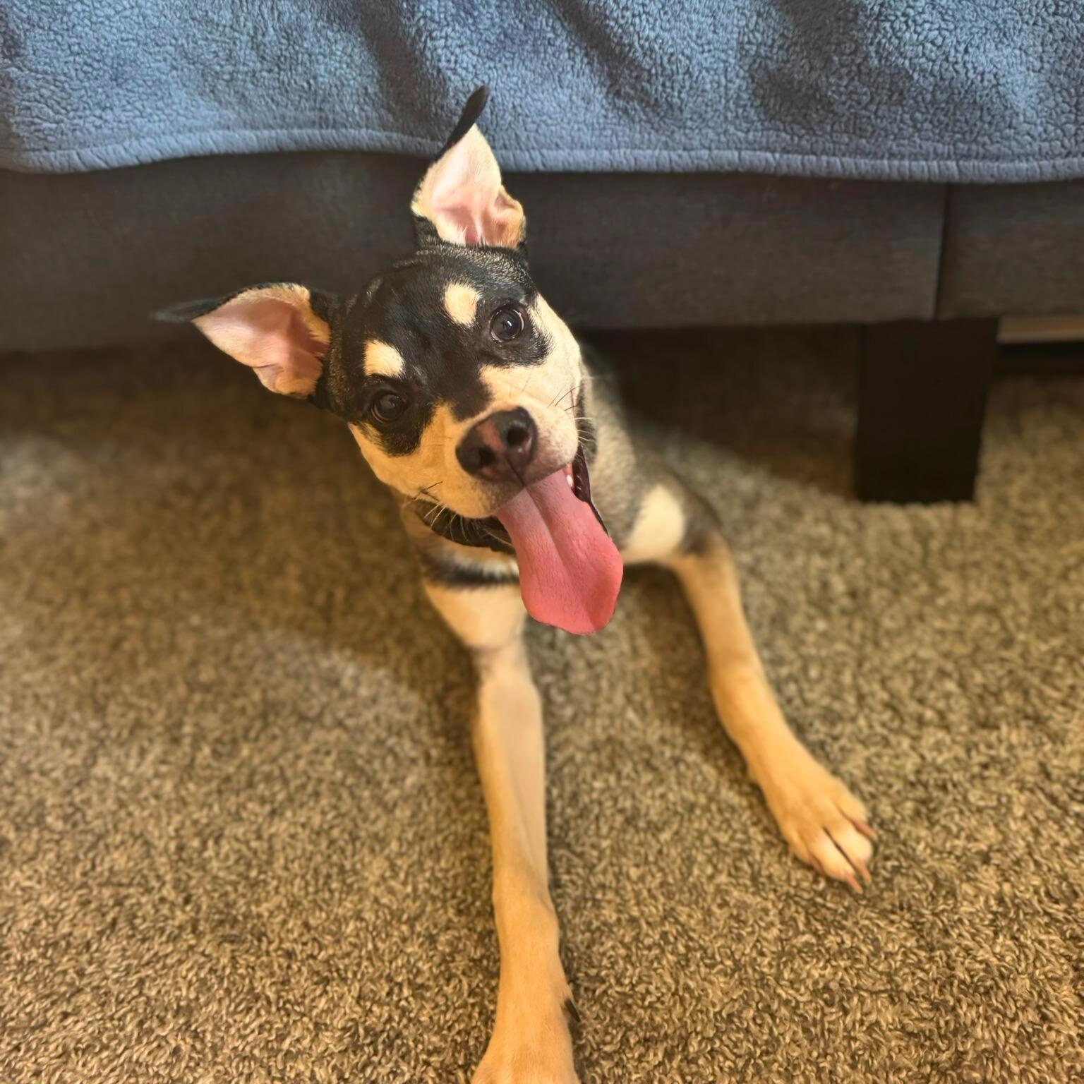 Enlarge Rudy, a Adoptable mixed breed in Baldwin, MD image 3/6