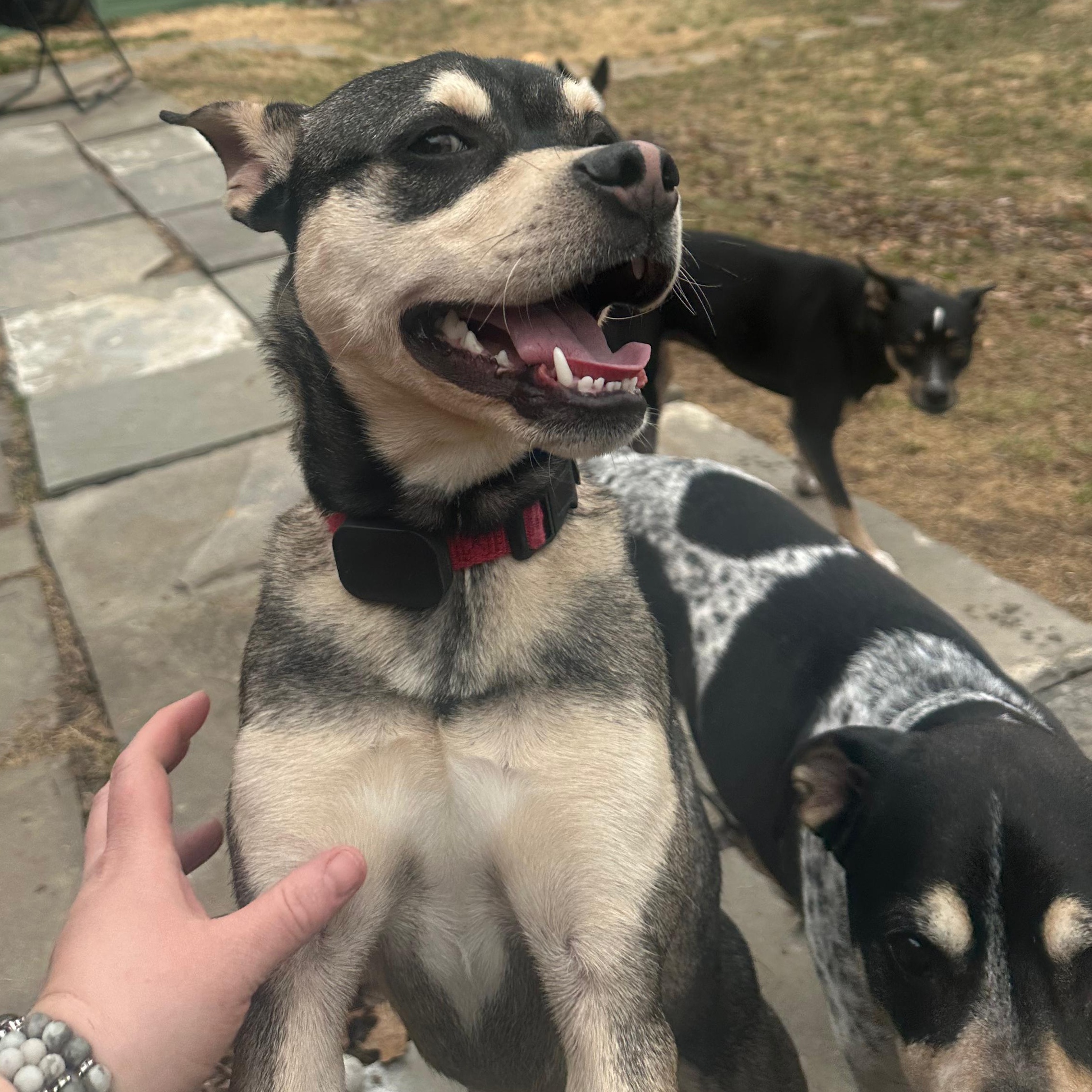 Enlarge Rudy, a Adoptable mixed breed in Baldwin, MD image 6/6