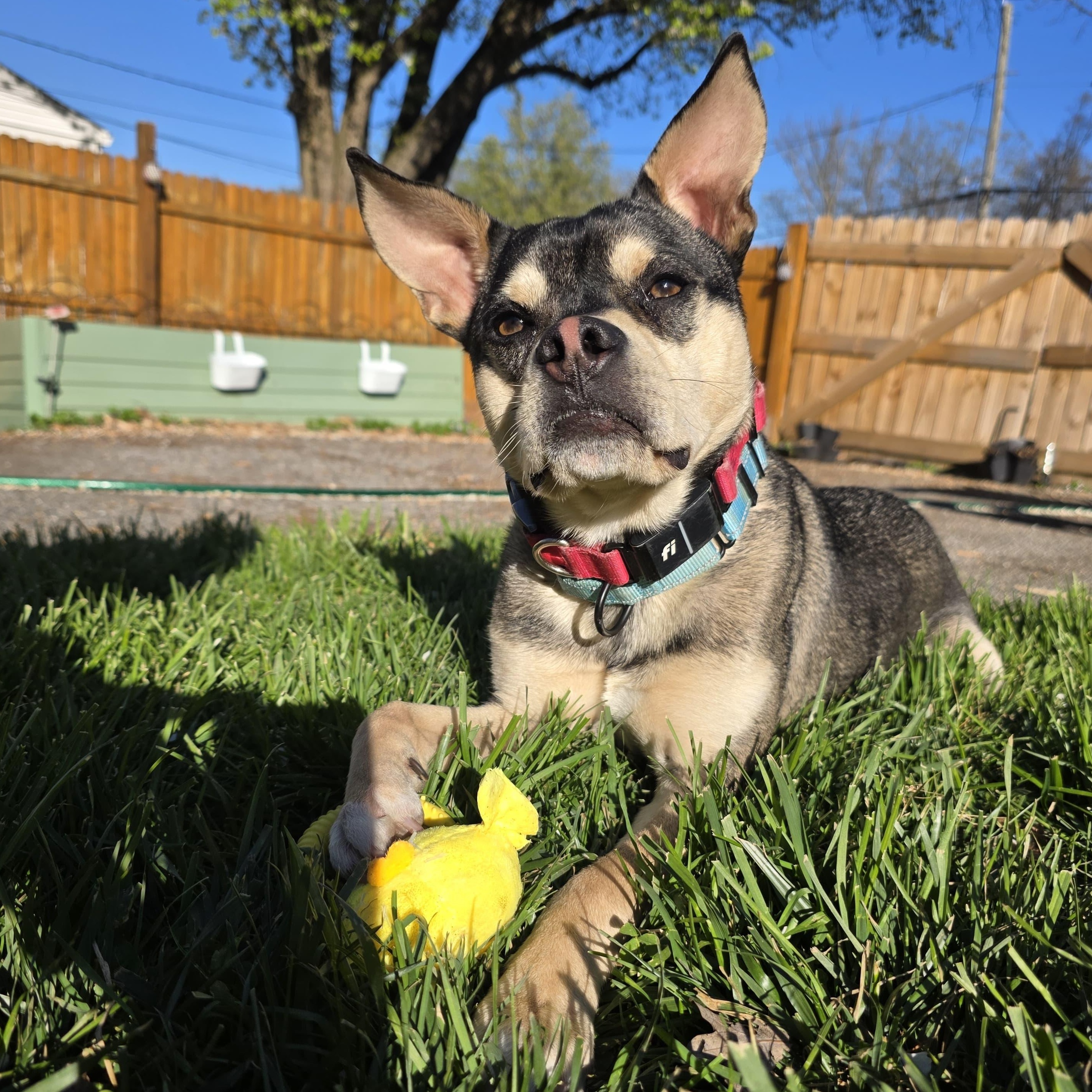 Enlarge Rudy, a Adoptable mixed breed in Baldwin, MD image 1/6