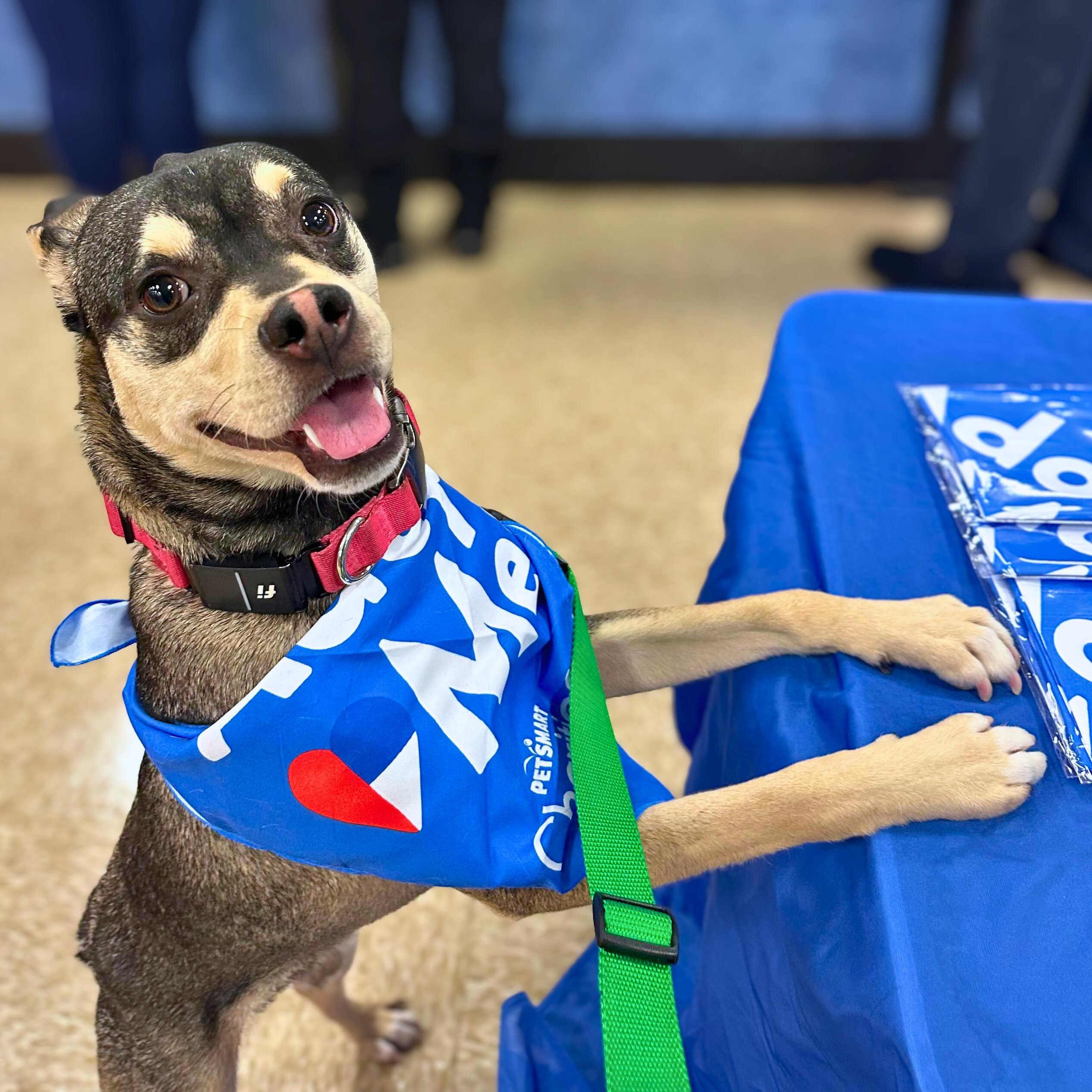 Enlarge Rudy, a Adoptable mixed breed in Baldwin, MD image 2/6