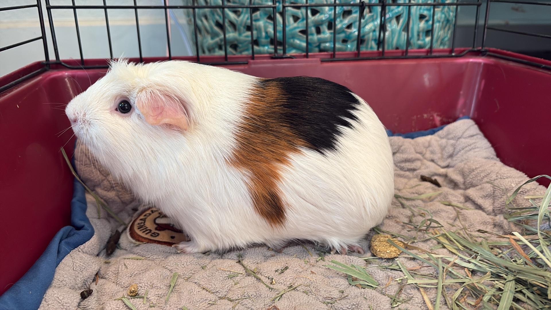 Bucky, ADOPTABLE, Adult Male Short-Haired.