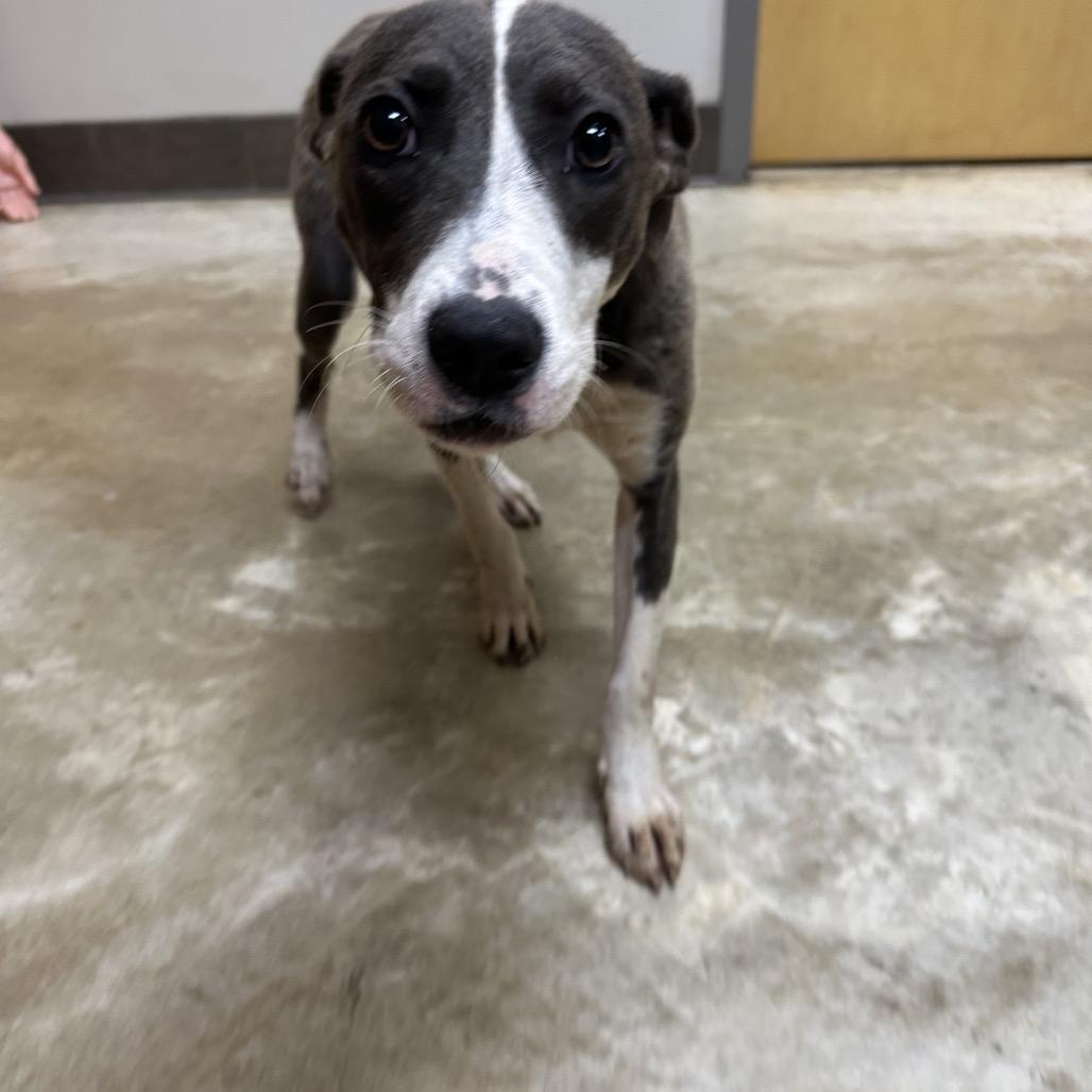 Simone - 071205T, Adoptable, Young Female Pit Bull Terrier.