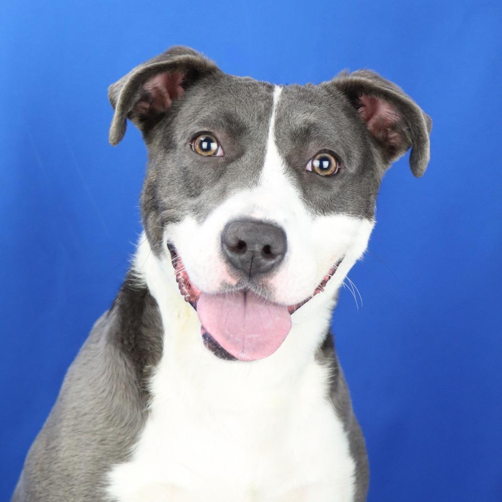 Simone - 071205T, a Adoptable mixed breed in Tupelo, MS image 2/4