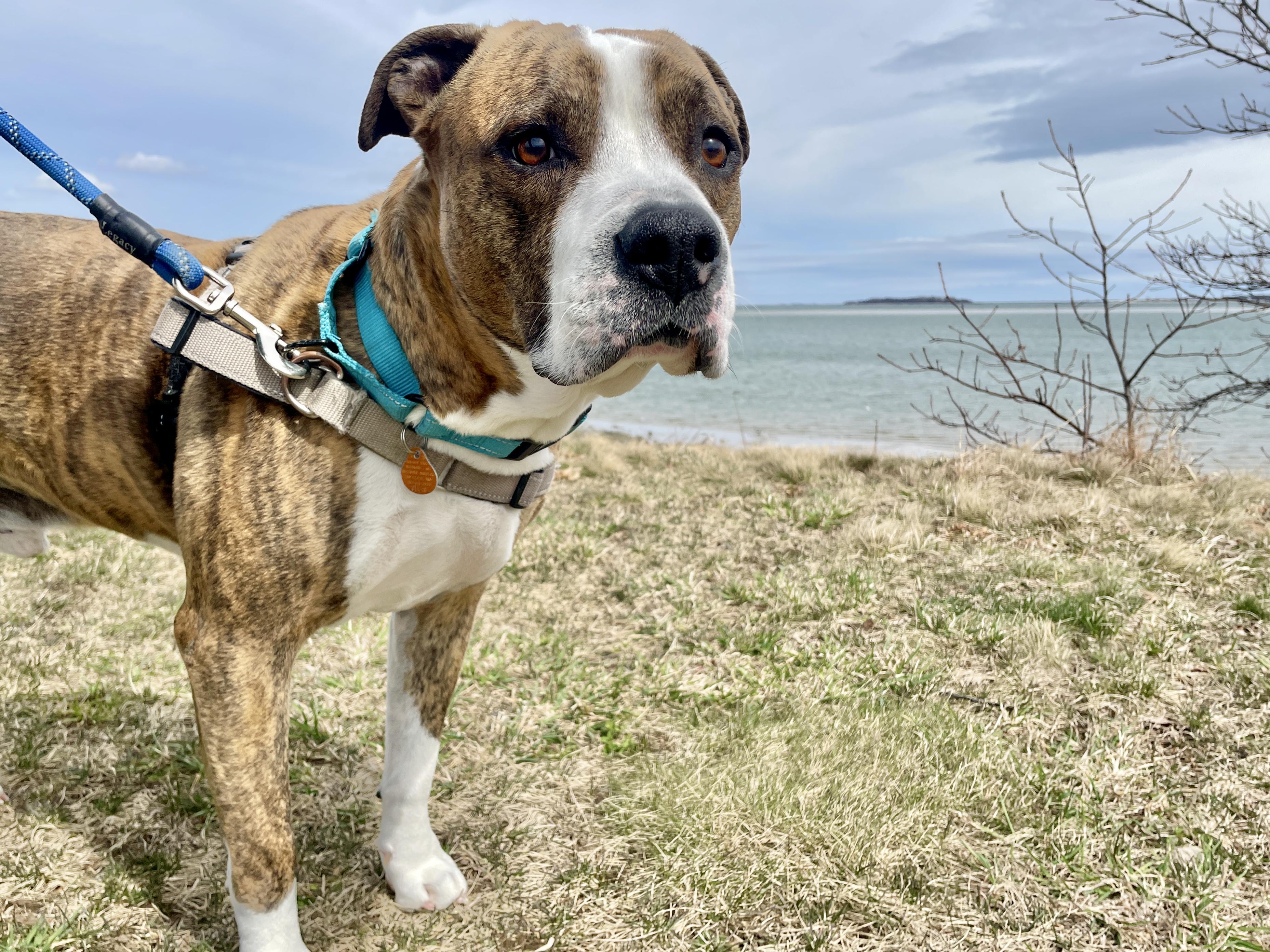 Enlarge Ty, a Adoptable mixed breed in Scituate, MA image 4/4